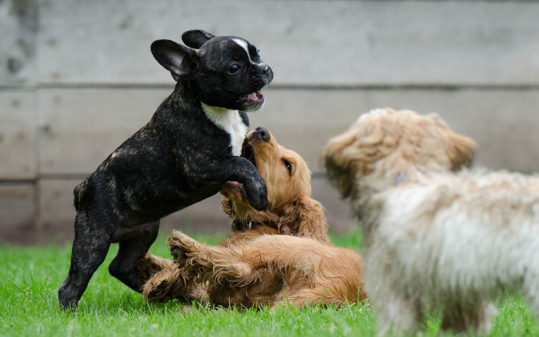 Auch kleine Hundes müssen das richtige