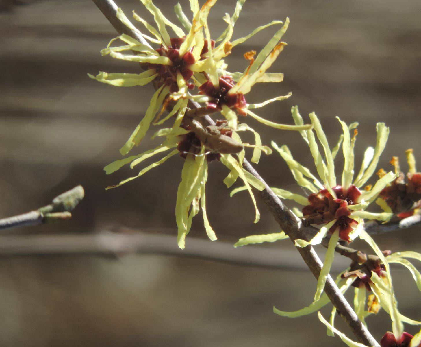  Verborgene Schönheit: Die Zaubernuss (Hamamelis) mag gut geschützte Orte.  
