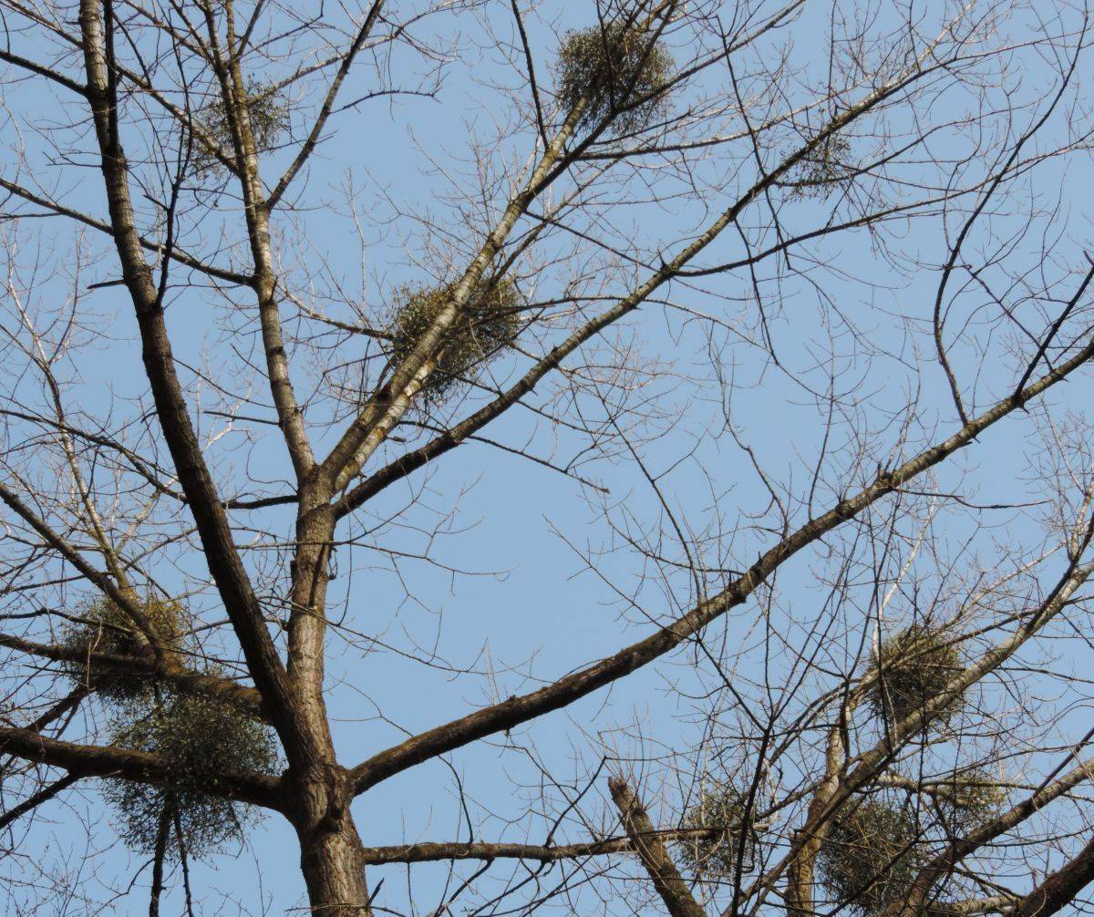  In den Baumkronen hängen die Misteln. Von weitem sehen sie aus wie Vogelnester.  
