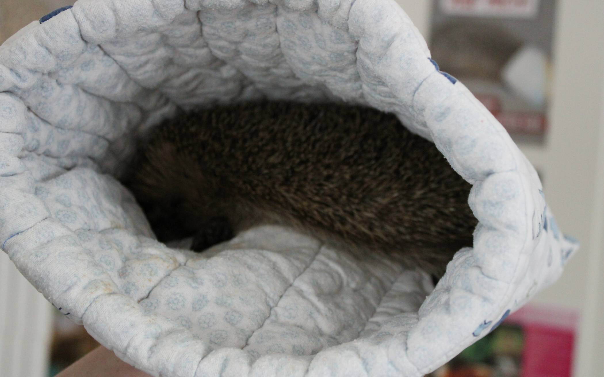 Ein Zuhause auf Zeit finden Igel in Gierath. 