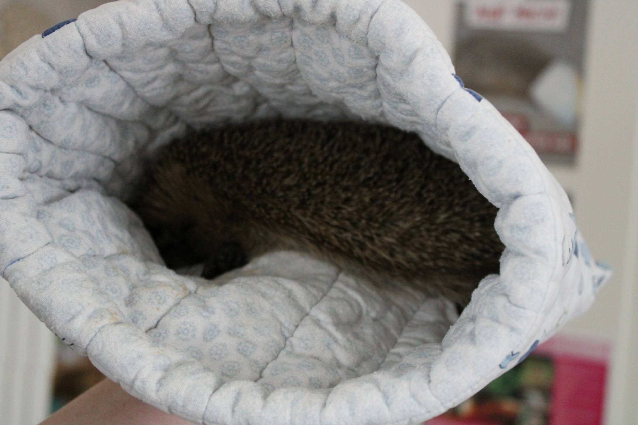 Ein Zuhause auf Zeit finden Igel in Gierath. 