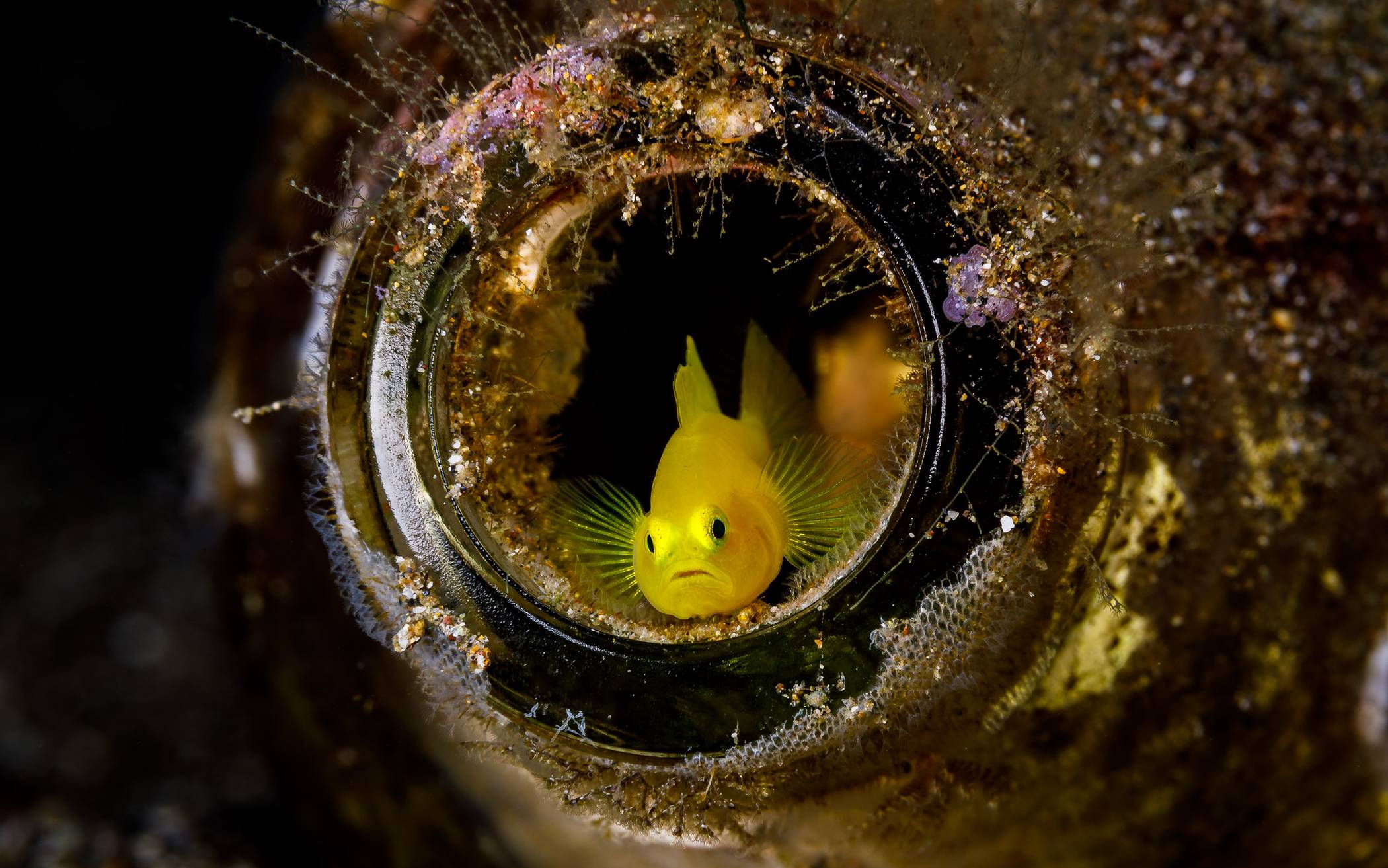  Ein „Pigmy Goby“ (dt. Pygmäen-Grundel) hat eine Glasflasche als sein Zuhause gewählt. 