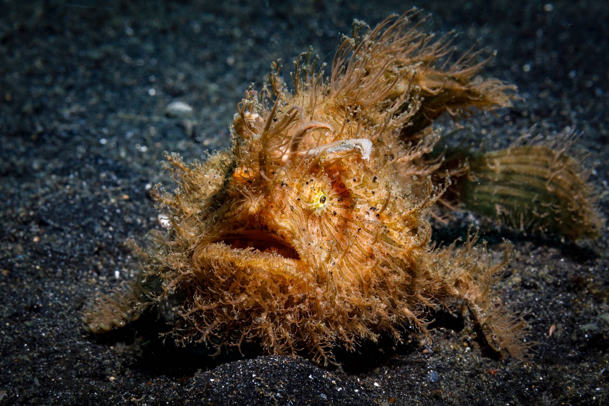 Ein „Hairy Frogfish“ (dt. in etwa „gestreifter Anglerfisch“).