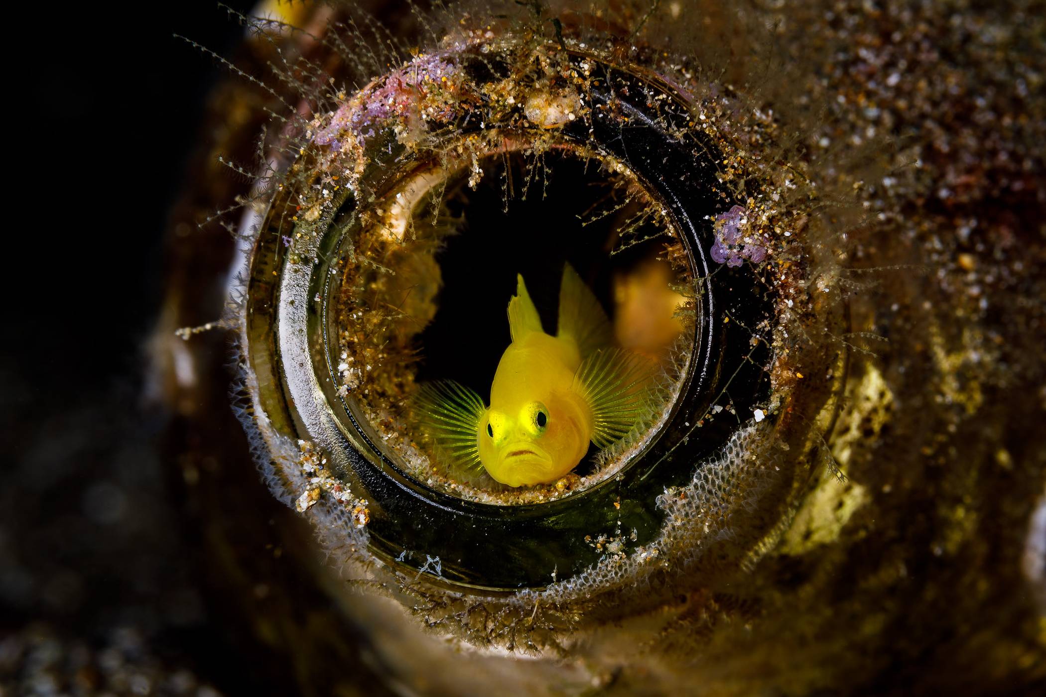  Ein „Pigmy Goby“ (dt. Pygmäen-Grundel) hat eine Glasflasche als sein Zuhause gewählt. 