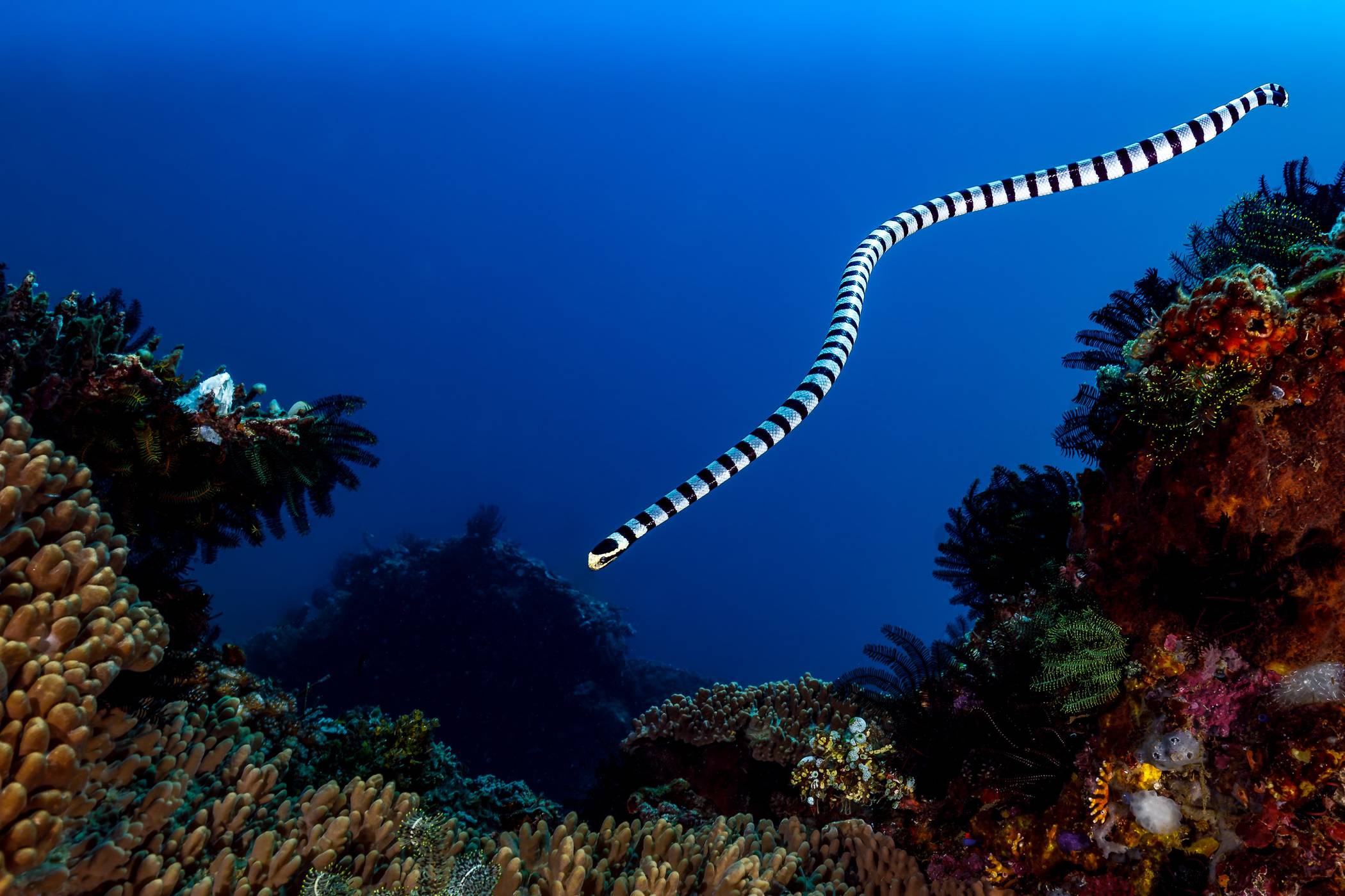  Eine Nattern-Plattschwanz Seeschlange (banded sea krait). 