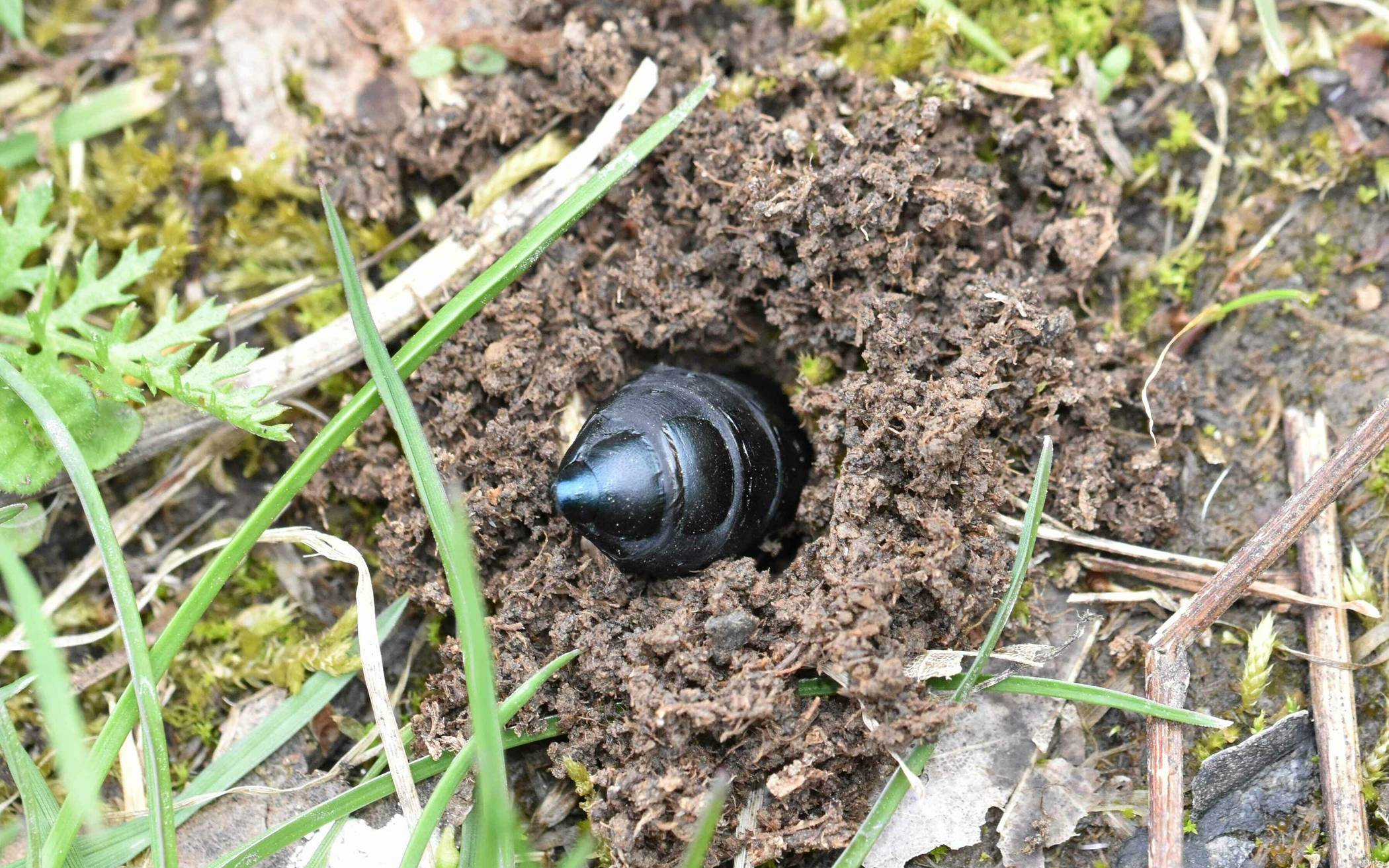  Hier gräbt sich ein Käfer gerade ein. 