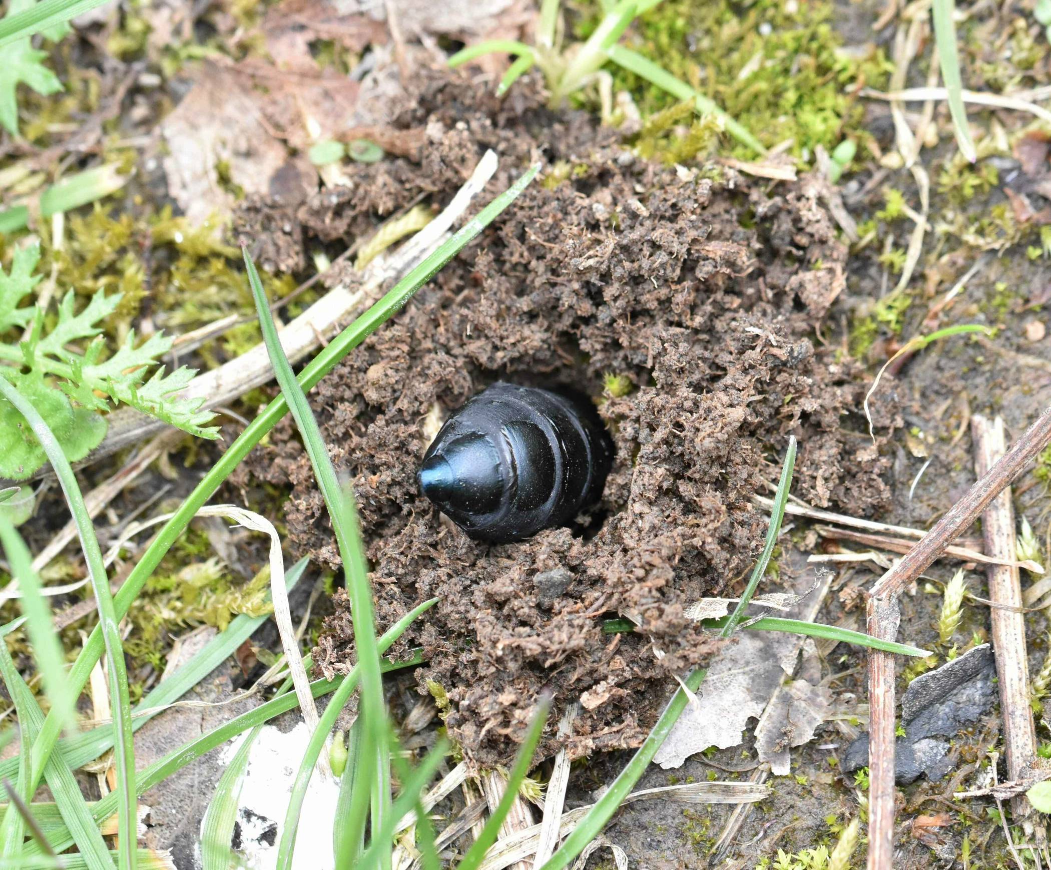  Hier gräbt sich ein Käfer gerade ein. 