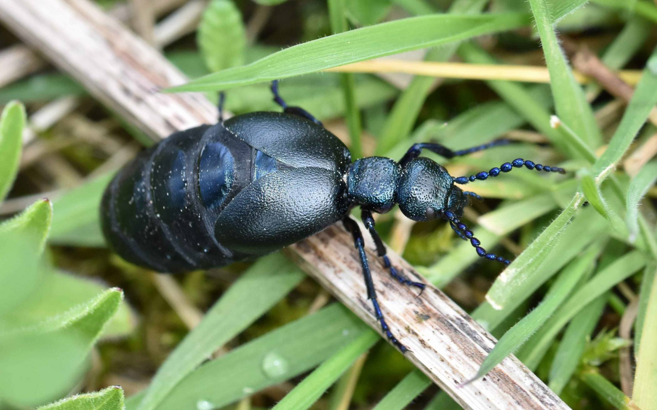 Am Bedburger See sind etliche Blauschwarze Ölkäfer entdeckt worden