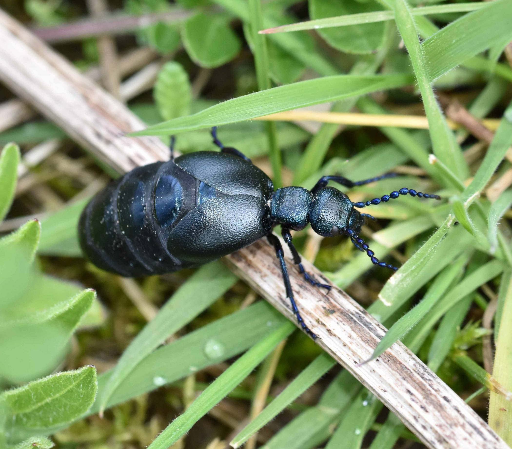 Am Bedburger See sind etliche Blauschwarze Ölkäfer entdeckt worden