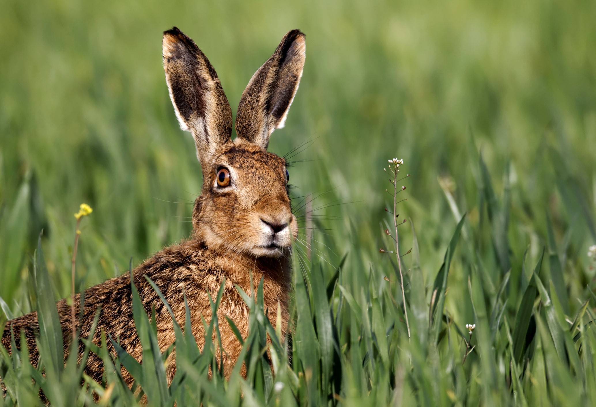  Bei der Tularämie oder Hasenpest handelt sich um eine Infektion vor allem der Feldhasen. Das meldet das Veterinär- und Lebensmittelüberwachungsamt des Rhein-Kreises. 
