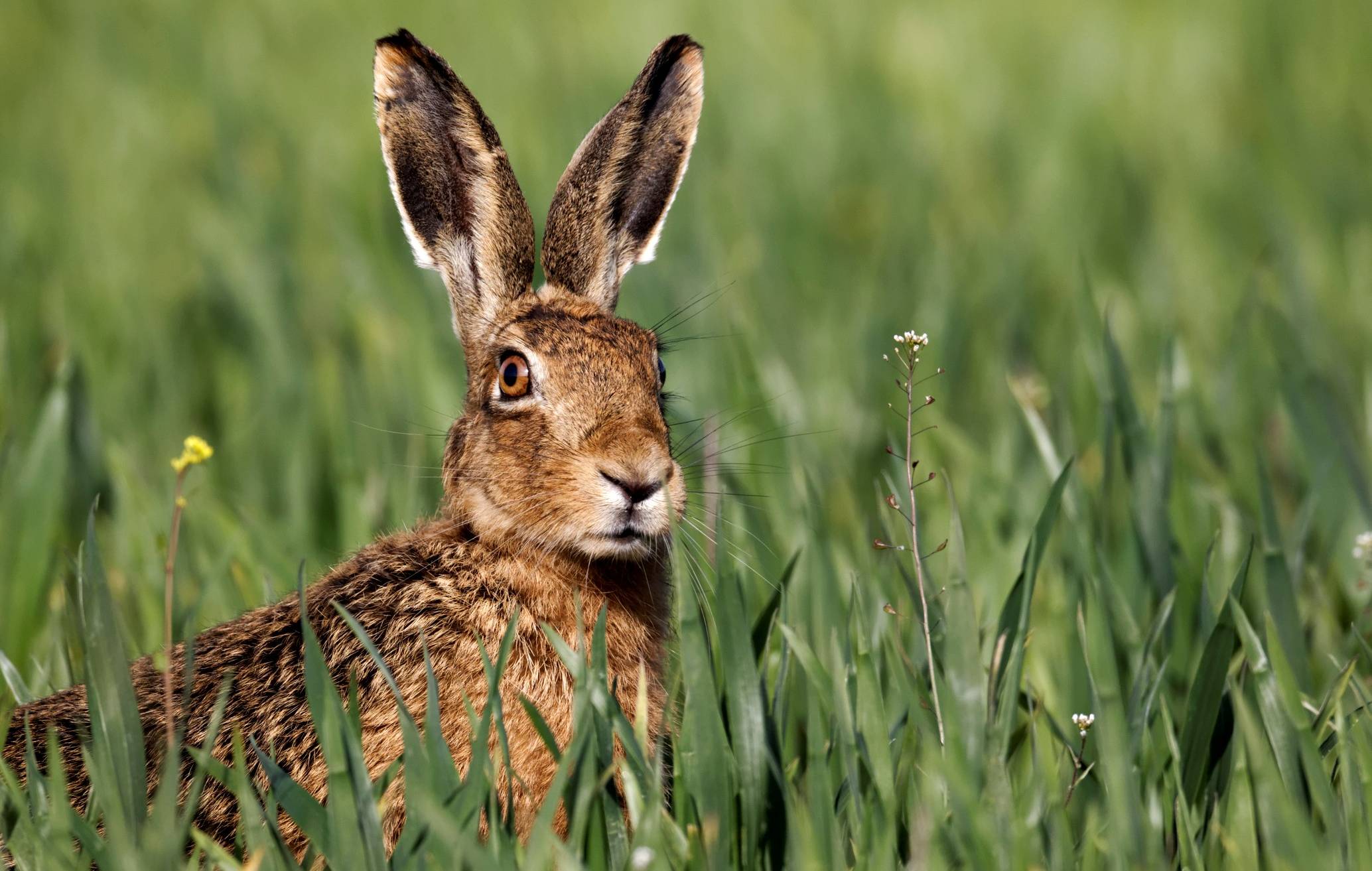  Bei der Tularämie oder Hasenpest handelt sich um eine Infektion vor allem der Feldhasen. Das meldet das Veterinär- und Lebensmittelüberwachungsamt des Rhein-Kreises. 