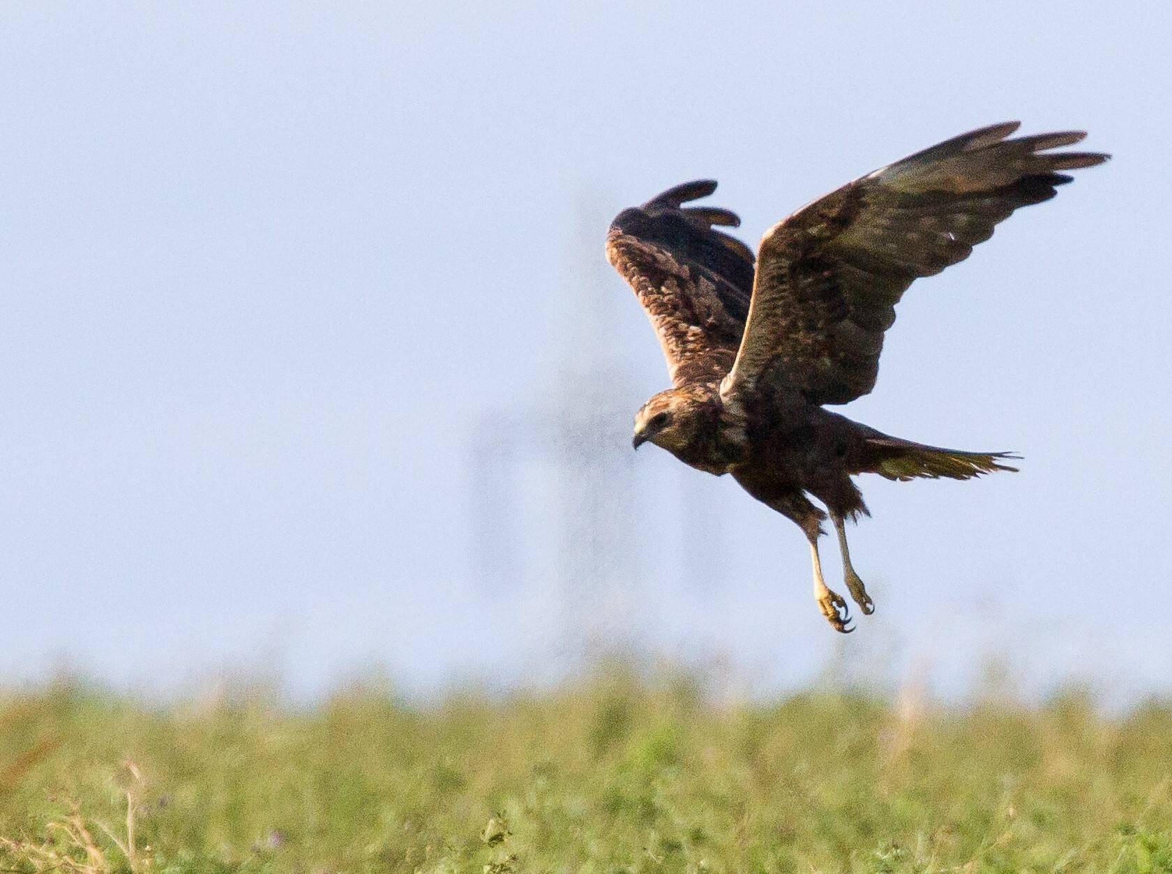 „Marsh harrier has landed“