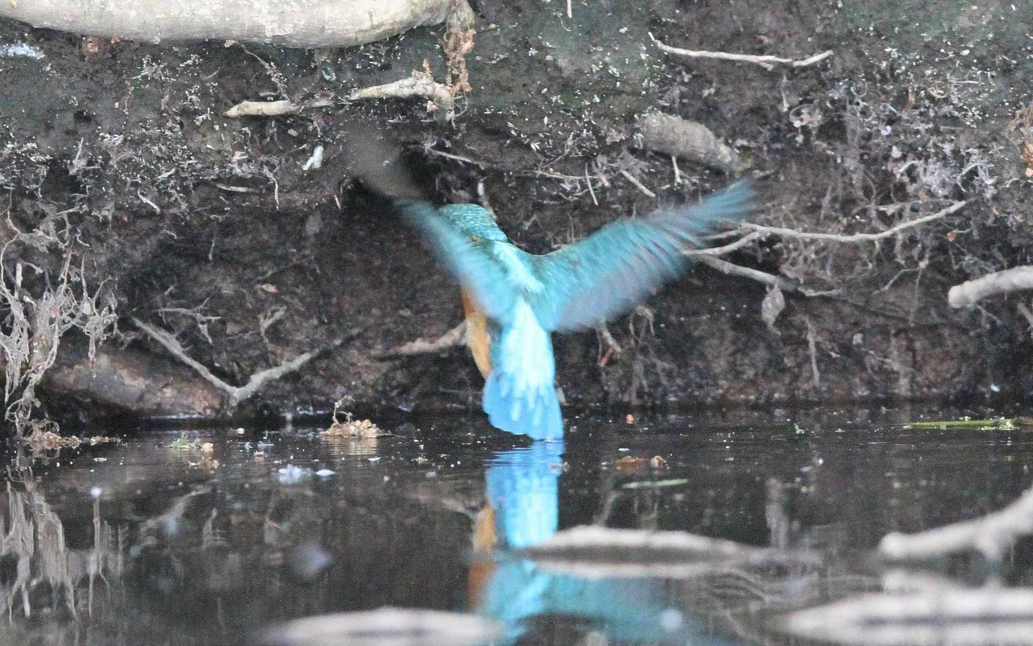 Auch die Eisvögel sind betroffen