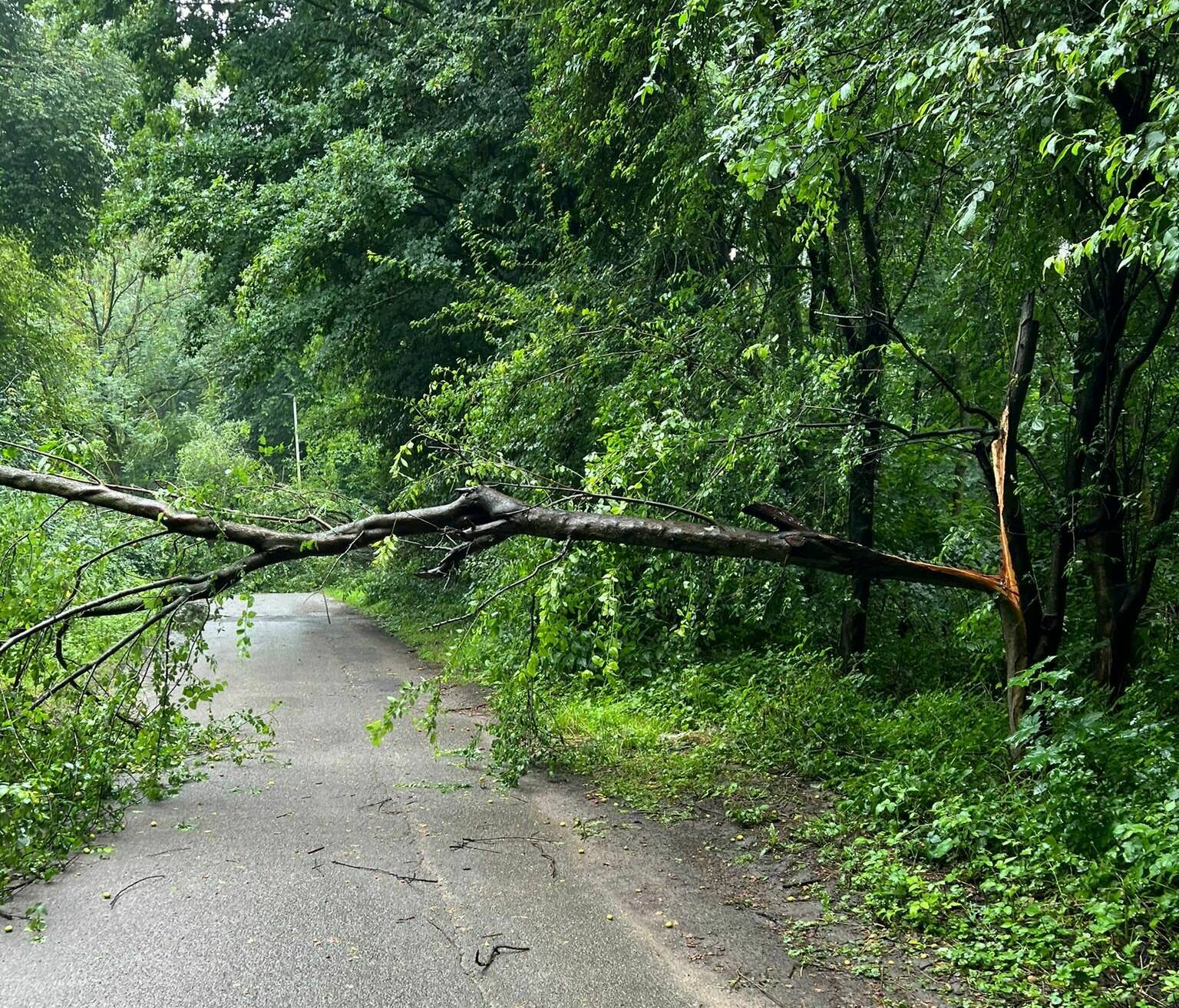 „EM-Sturm“ wütete auch in Grevenbroich​: Bäume entwurzelt​