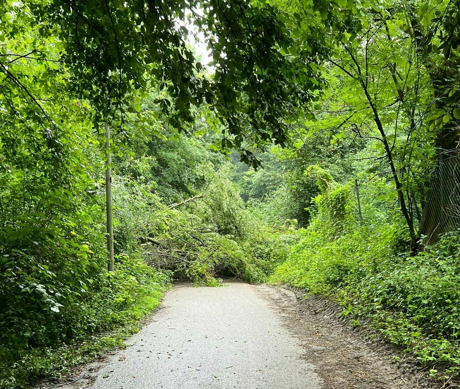 „EM-Sturm“ wütete auch in Grevenbroich​: Bäume entwurzelt​