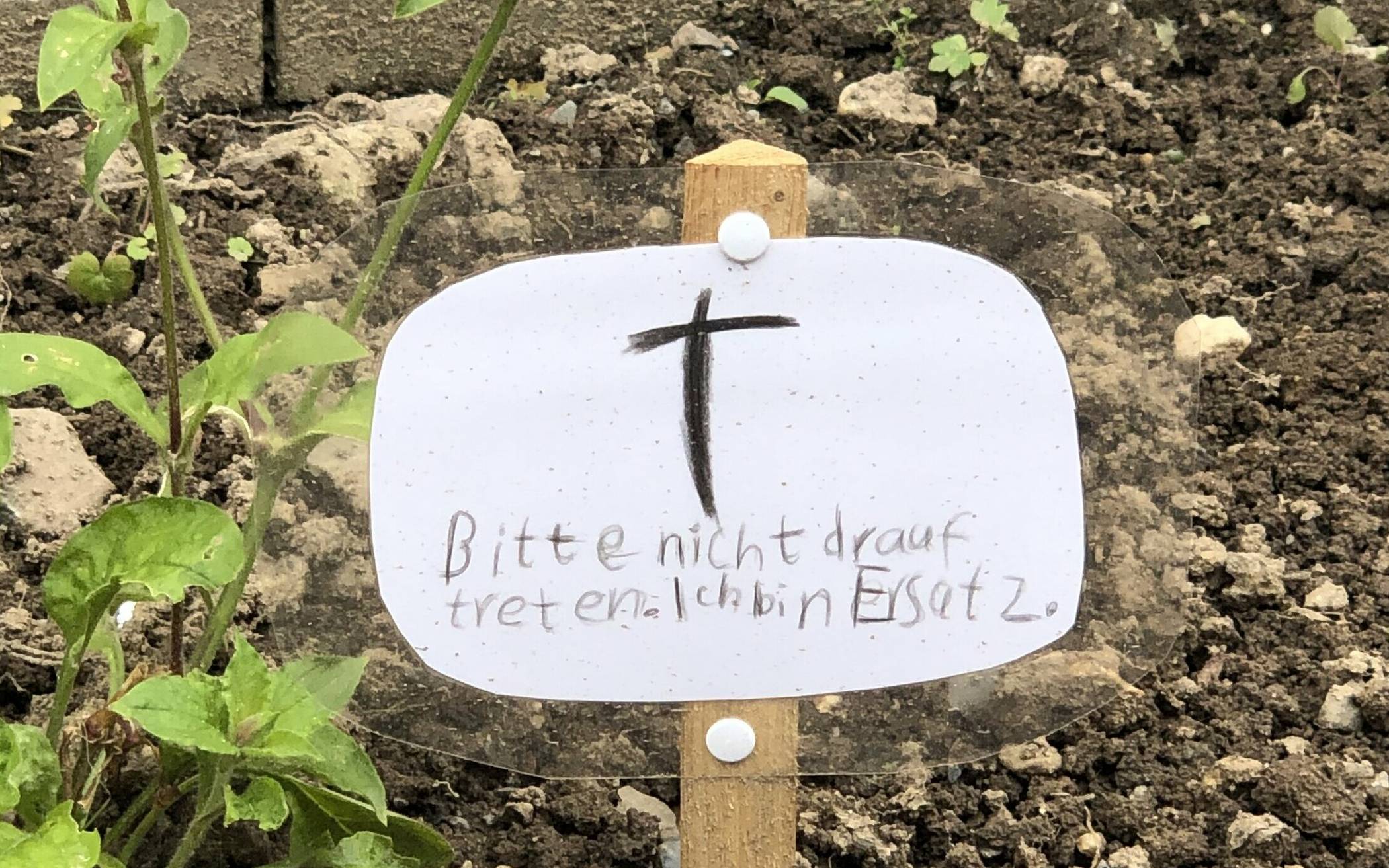 Eine Staude wurde leider zertrampelt. Die Kids pflanzten nach, setzten zudem Kreuz und Mahnung ins Beet.