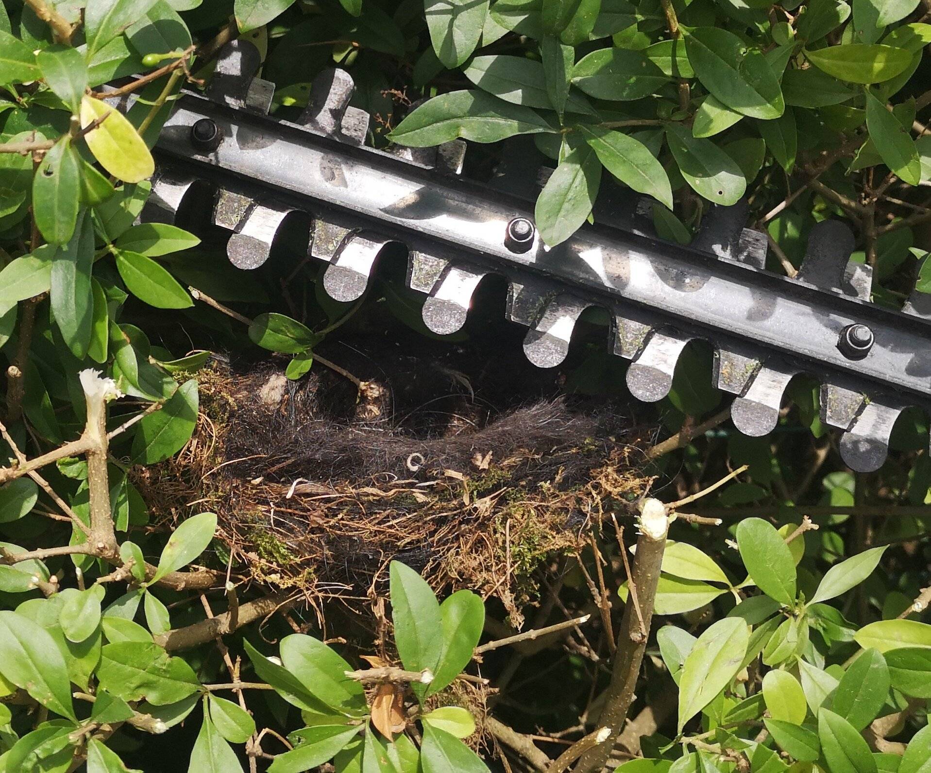  Vogelnest und Heckenschere (Bild 2). 