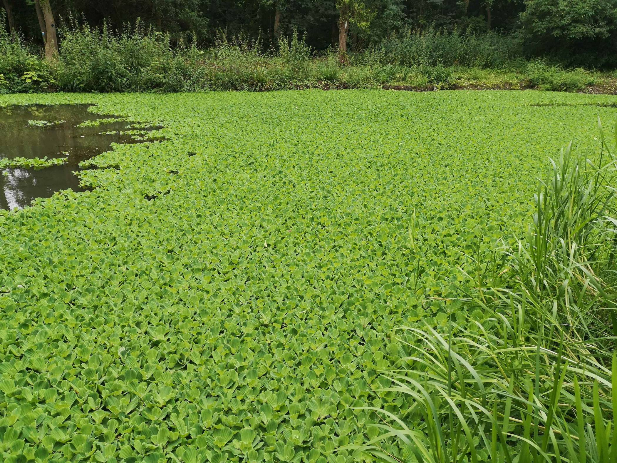 Wassersalat. (Wissenschaftlicher Name: Pistia stratiotes. Familie: Aronstabgewächse (Araceae). Art: Wassersalat Gattung: Pistia. Krautige, tropische Schwimmpflanze, mit 2 - 30 cm Ø. Die feinen Wurzeln hängen frei im Wasser. Mehrjährig, nicht winterhart.)