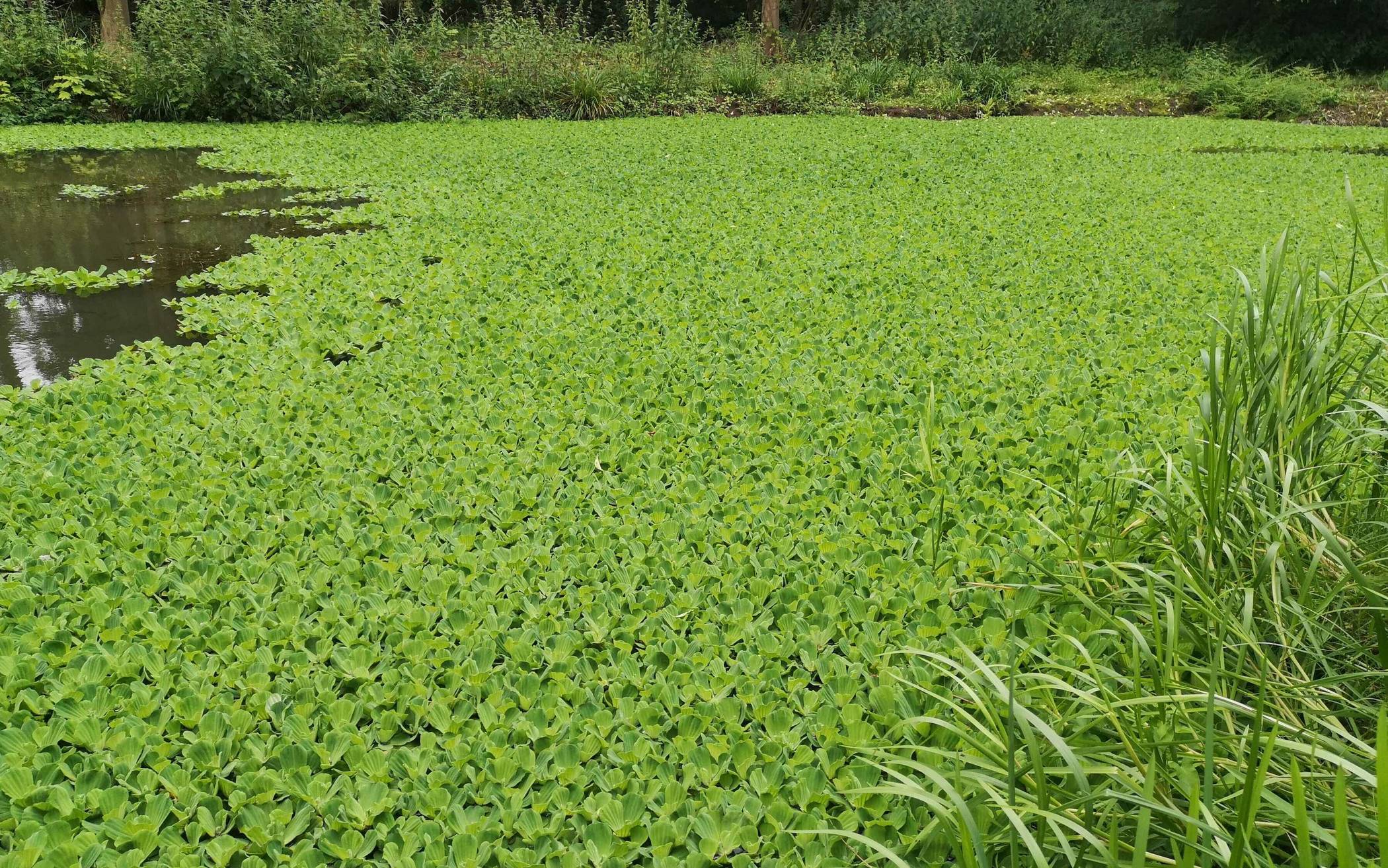 Wassersalat. (Wissenschaftlicher Name: Pistia stratiotes. Familie: