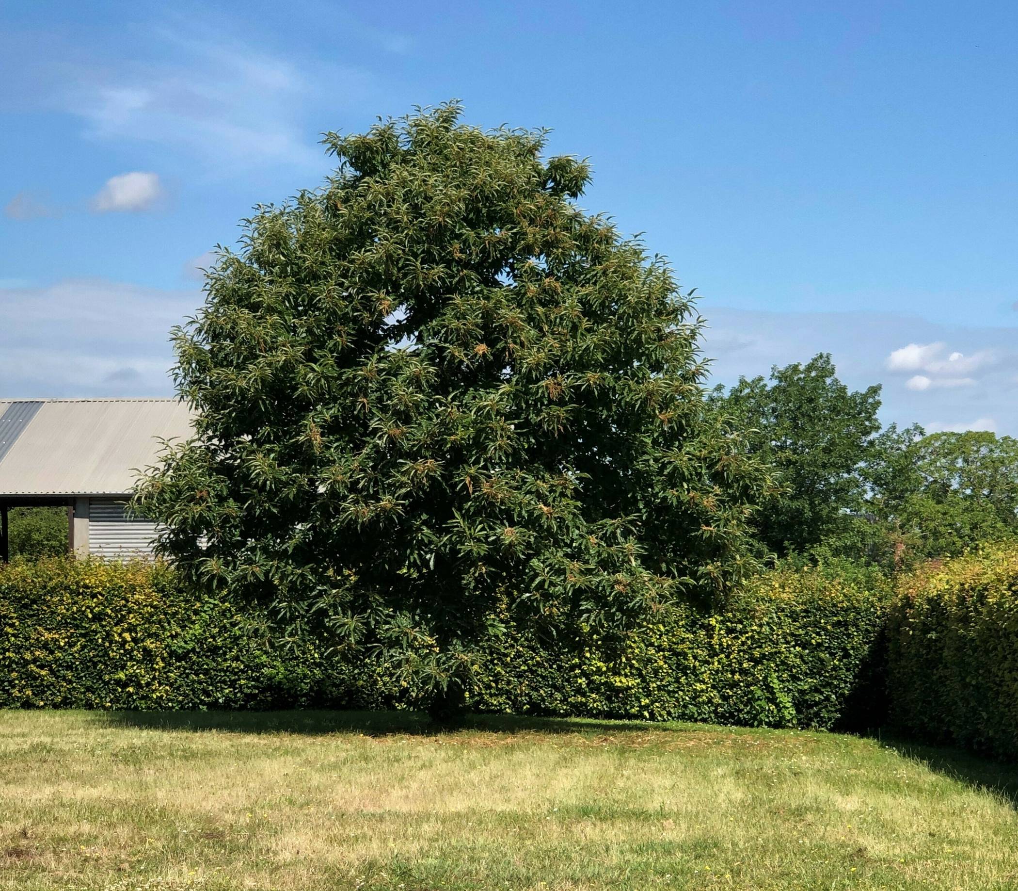  Auch diese Esskastanie ließ Ulrich Rückriem punktgenau und solitär anpflanzen. Im Hintergrund die Hecke, die der Nachbar eigenhändig stutzte.  Fotos: Gerhard P. Müller  
