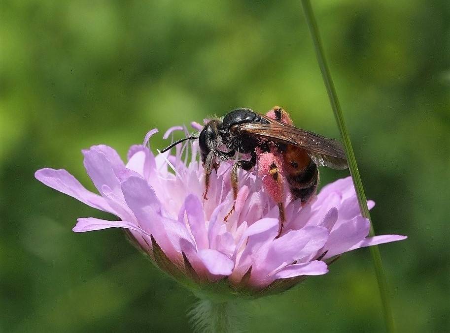  Die Wildbiene. Foto: Olaf Diestelhorst 