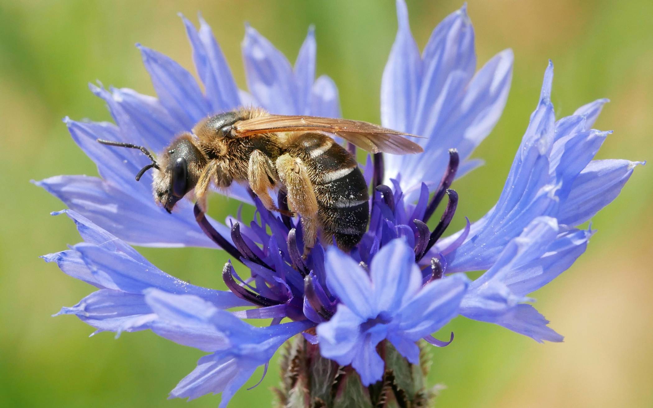 Ein Weibchen der „Vierbindigen Furchenbiene“ (Halictus