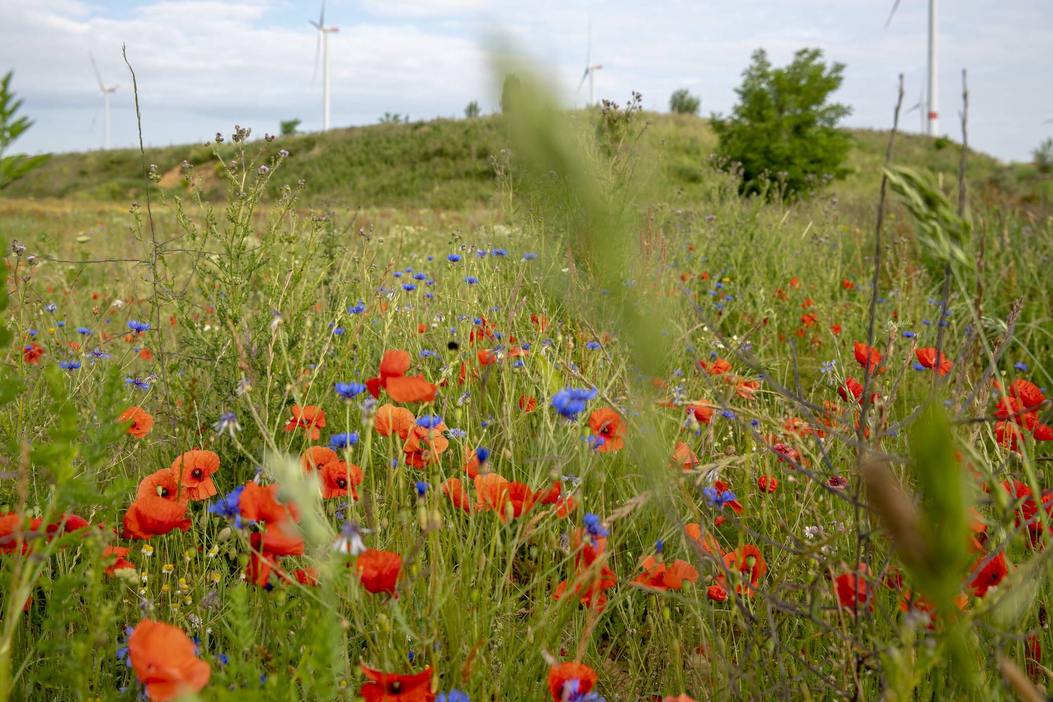 Blühstreifen in der Rekultivierung Garzweiler