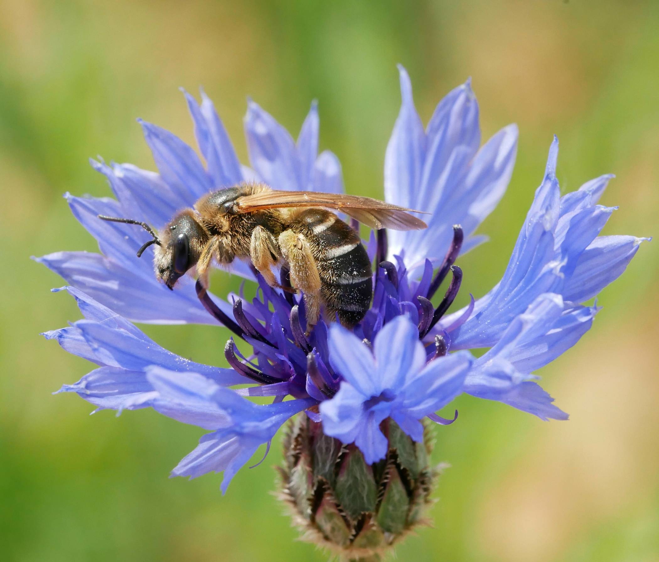 Ein Weibchen der „Vierbindigen Furchenbiene“ (Halictus quadricinctus).
