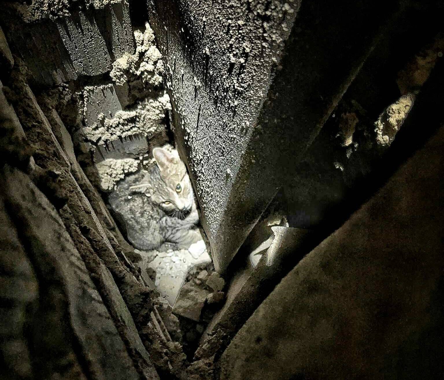 Feuerwehr Grevenbroich rettet abgestürztes Katzenkind nach