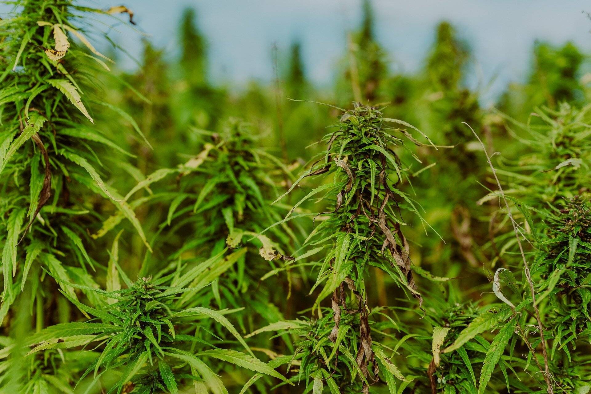 In Grevenbroich wurde vergangenen Donnerstag eine illegale Marihuana-Plantage entdeckt (Symbolbild).