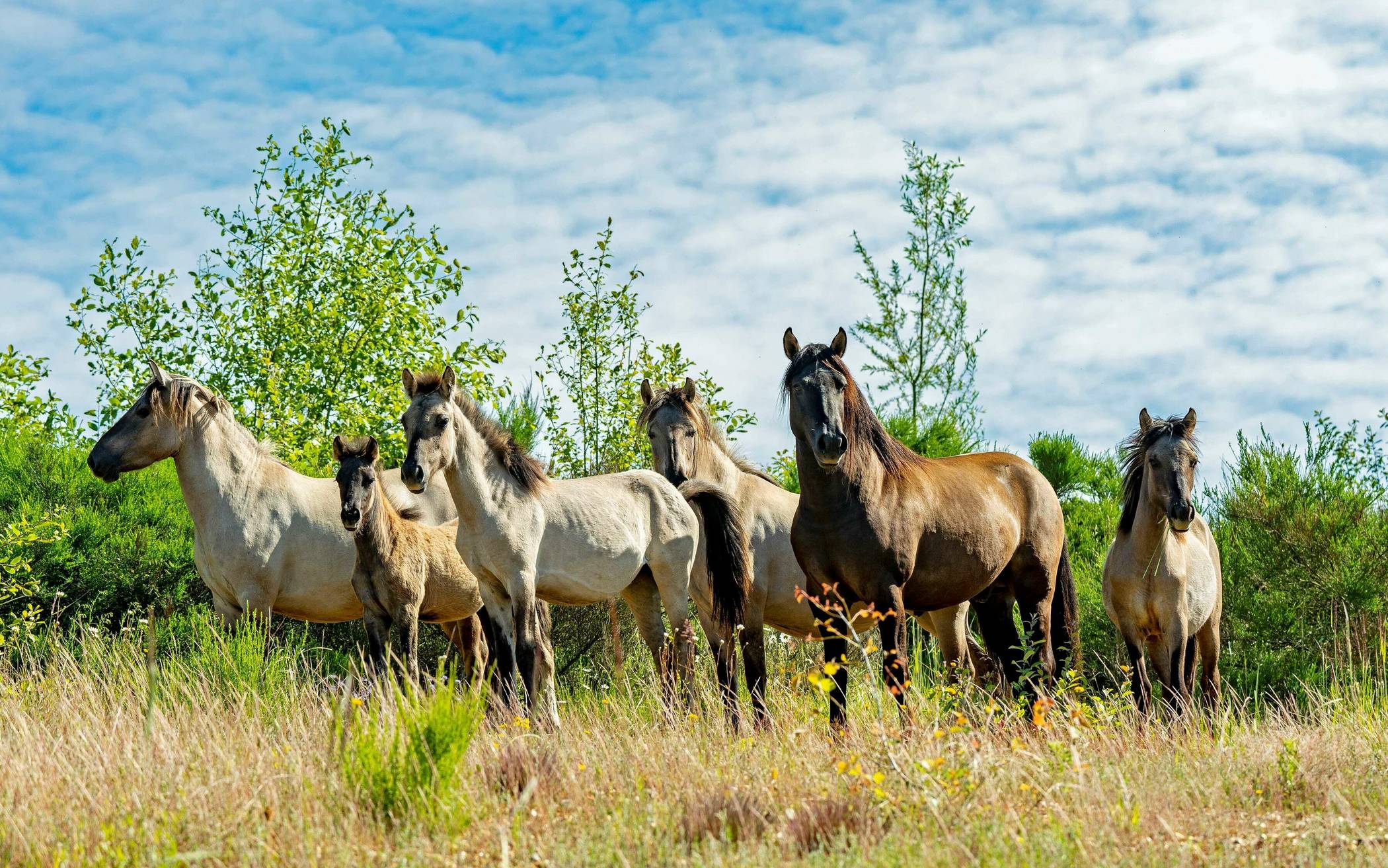 Wildpferde auf der Sophienhöhe.