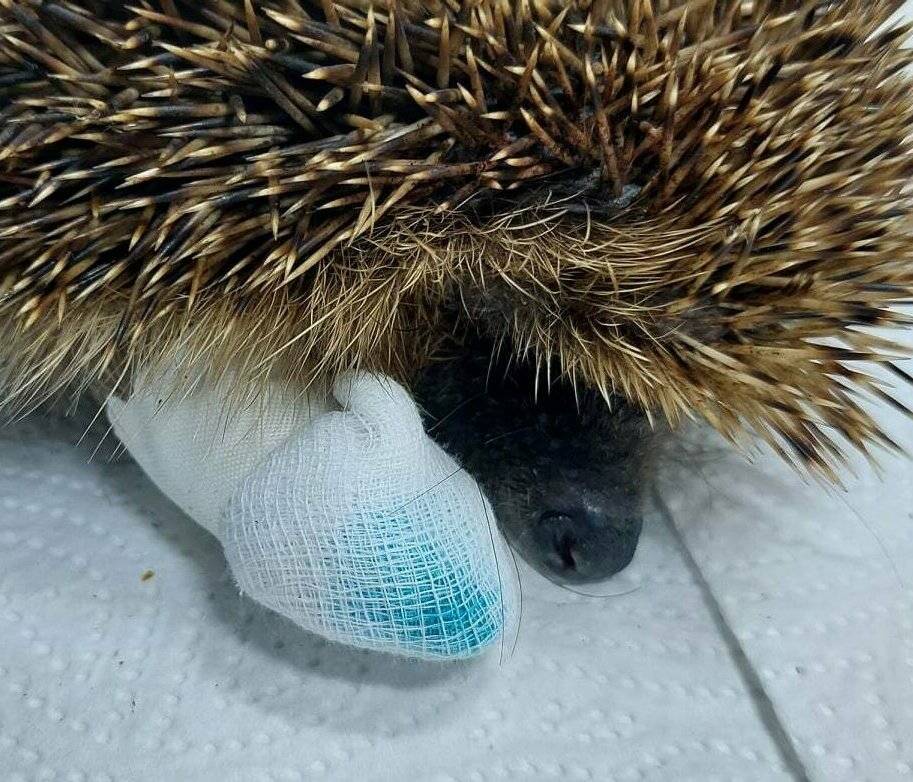 Nach einer Verletzung durch eine Schnappfalle mussten diesem Igel mehrere Zehen amputiert werden.
