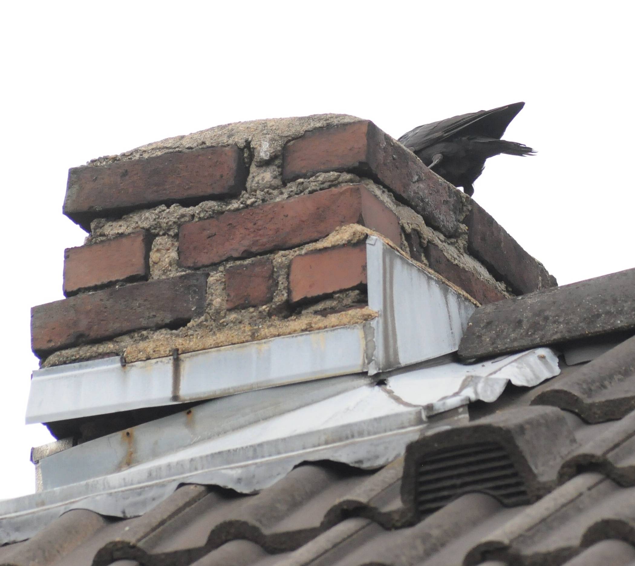 Die Dohle in Gefahr.