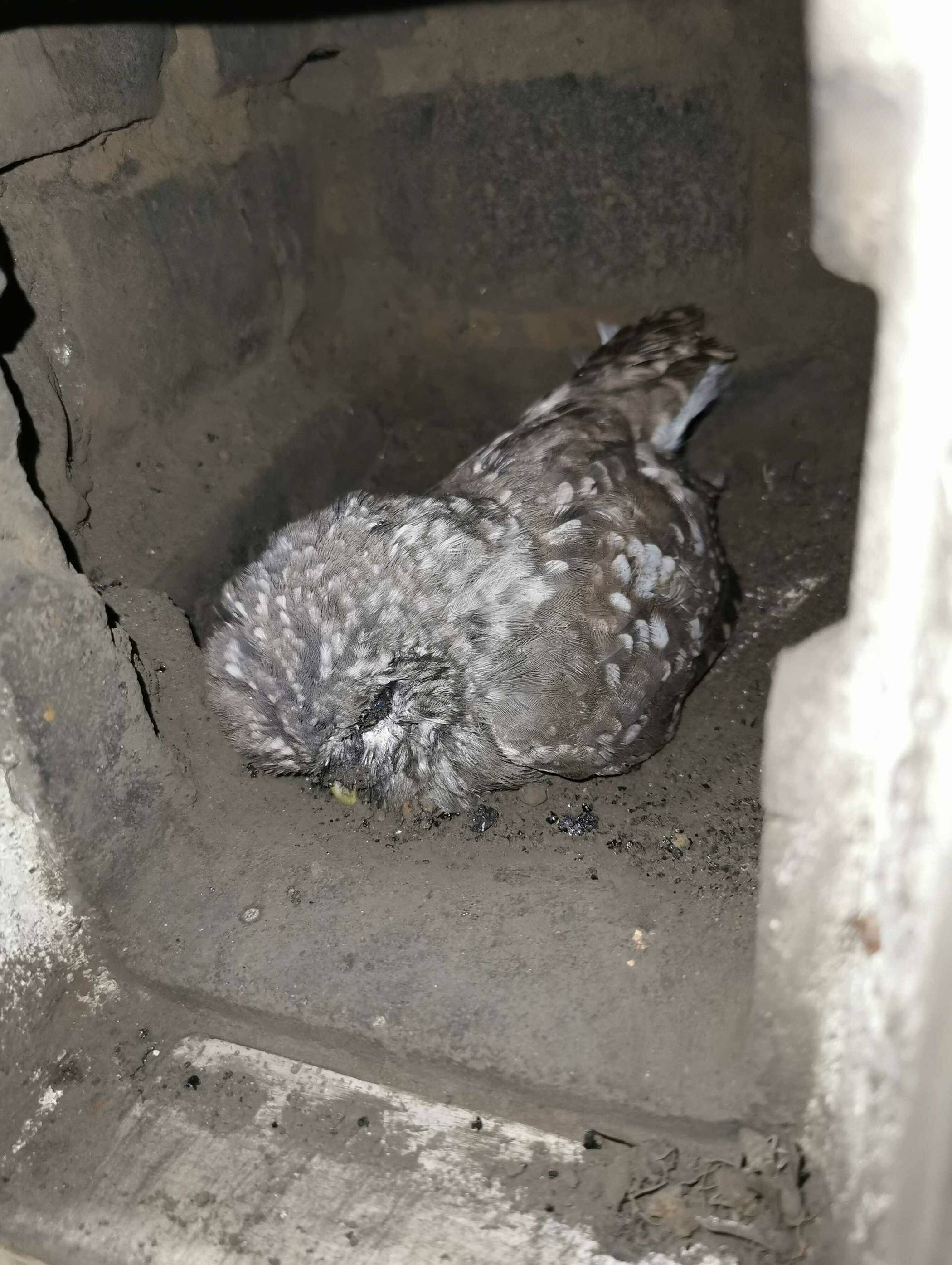  Der Kauz konnte gerettet werden, verstarb später aber dennoch. Fotos:Thiemann. 
