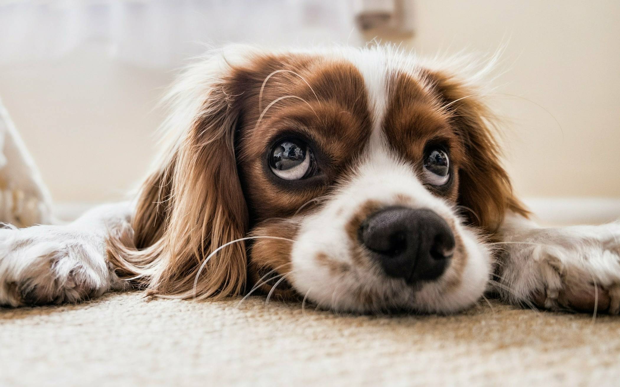  Der Spaziergang birgt Lebensgefahr. Hunde müssen zu Hause bleiben. 