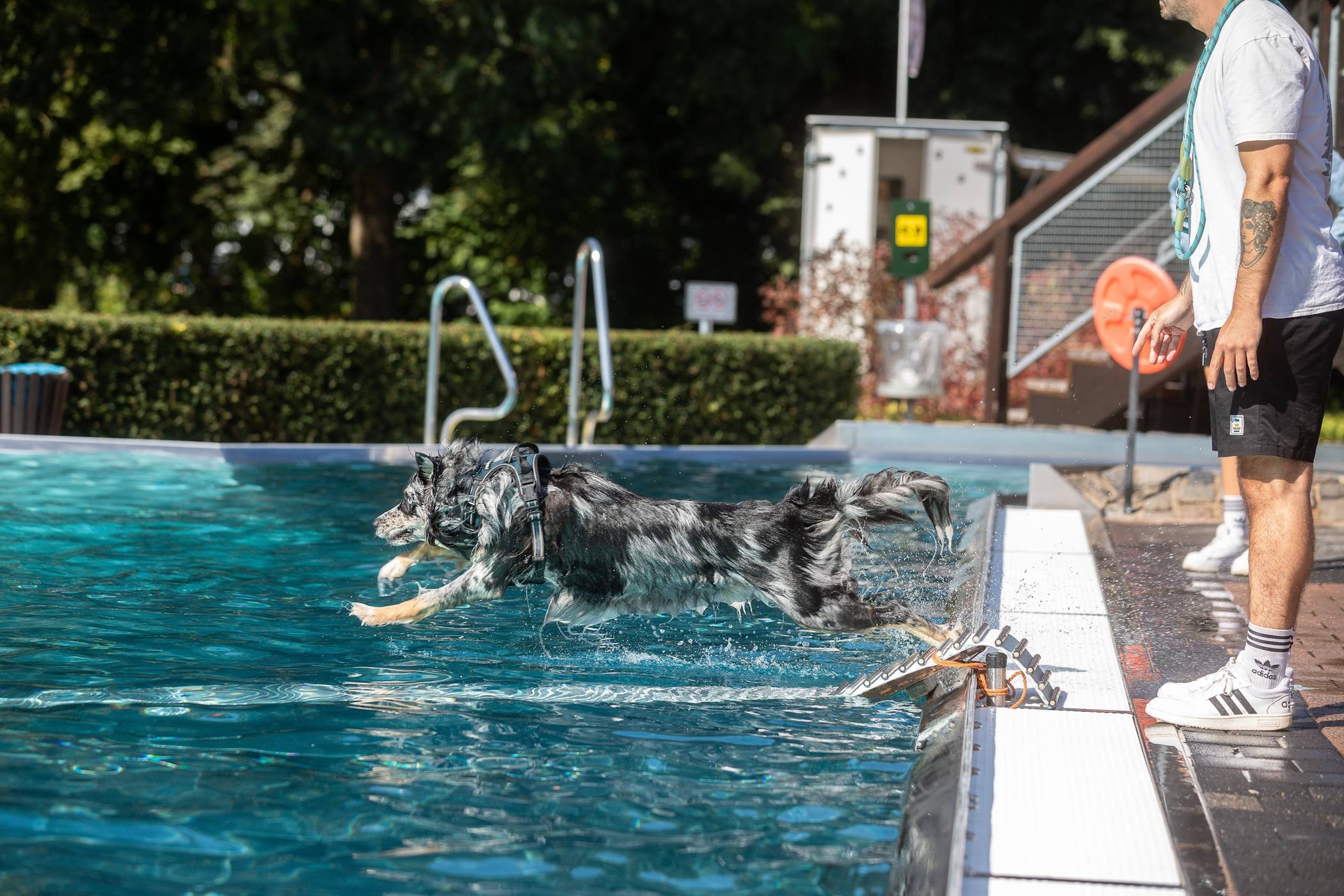 Zum Abschluss der Freibadsaison durften sich die Vierbeiner beim Hundeschwimmen im Bedburger Freibad austoben.