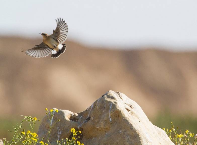 Der Steinschmätzer im Flug.