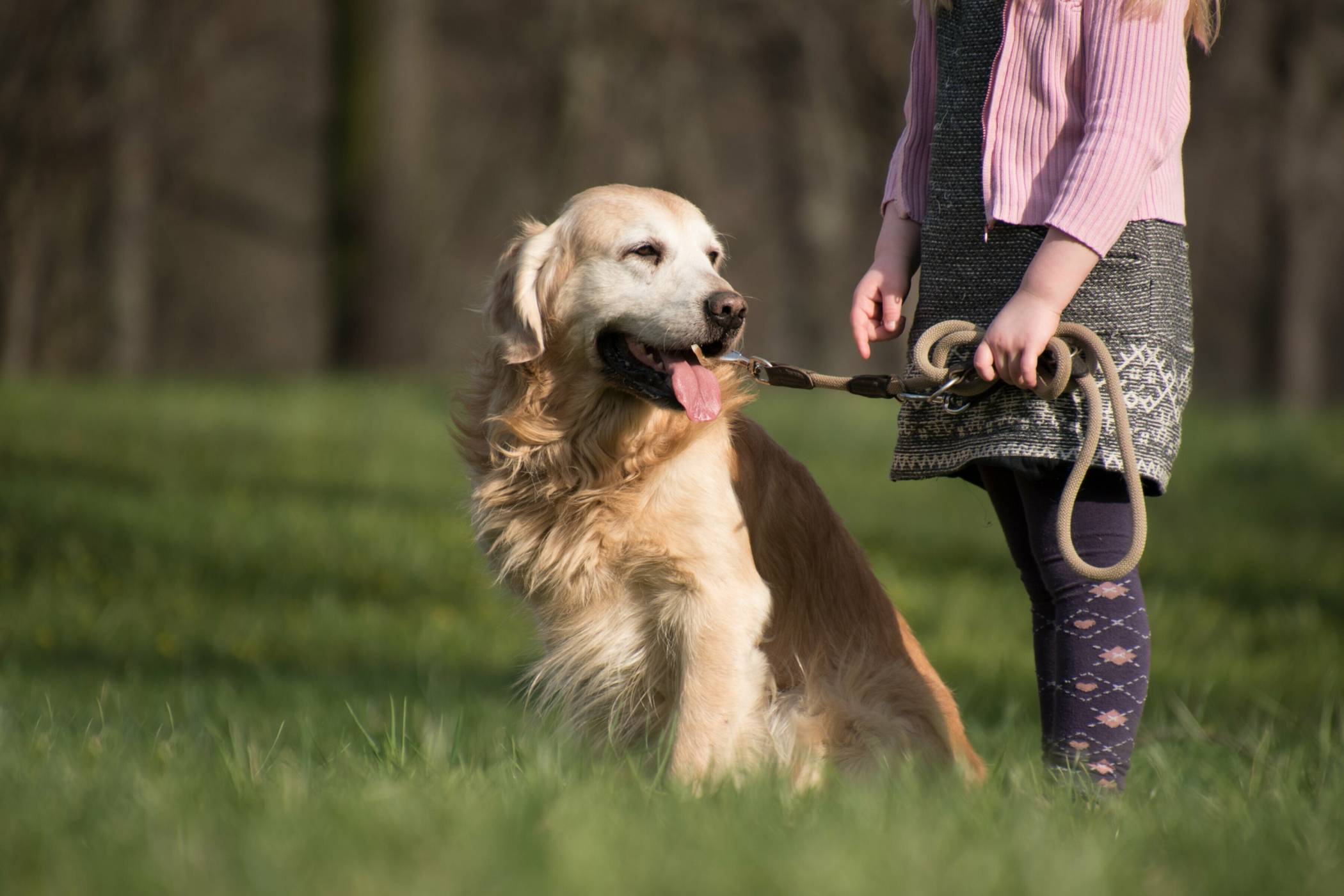 Stadt Jüchen führt Hundekontrollen durch