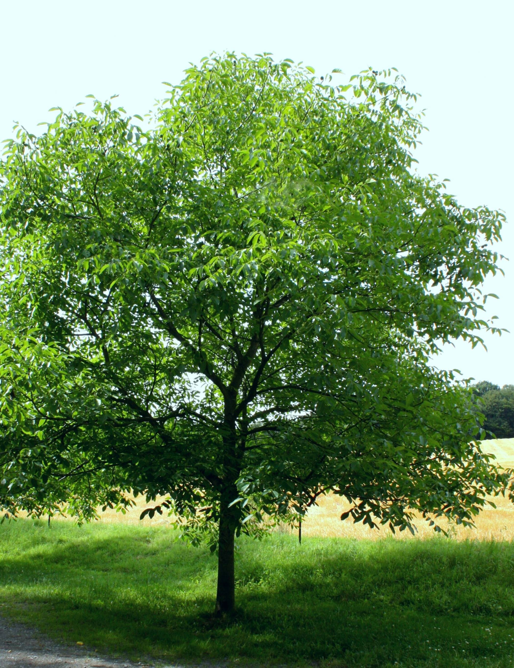 Ein Walnussbaum