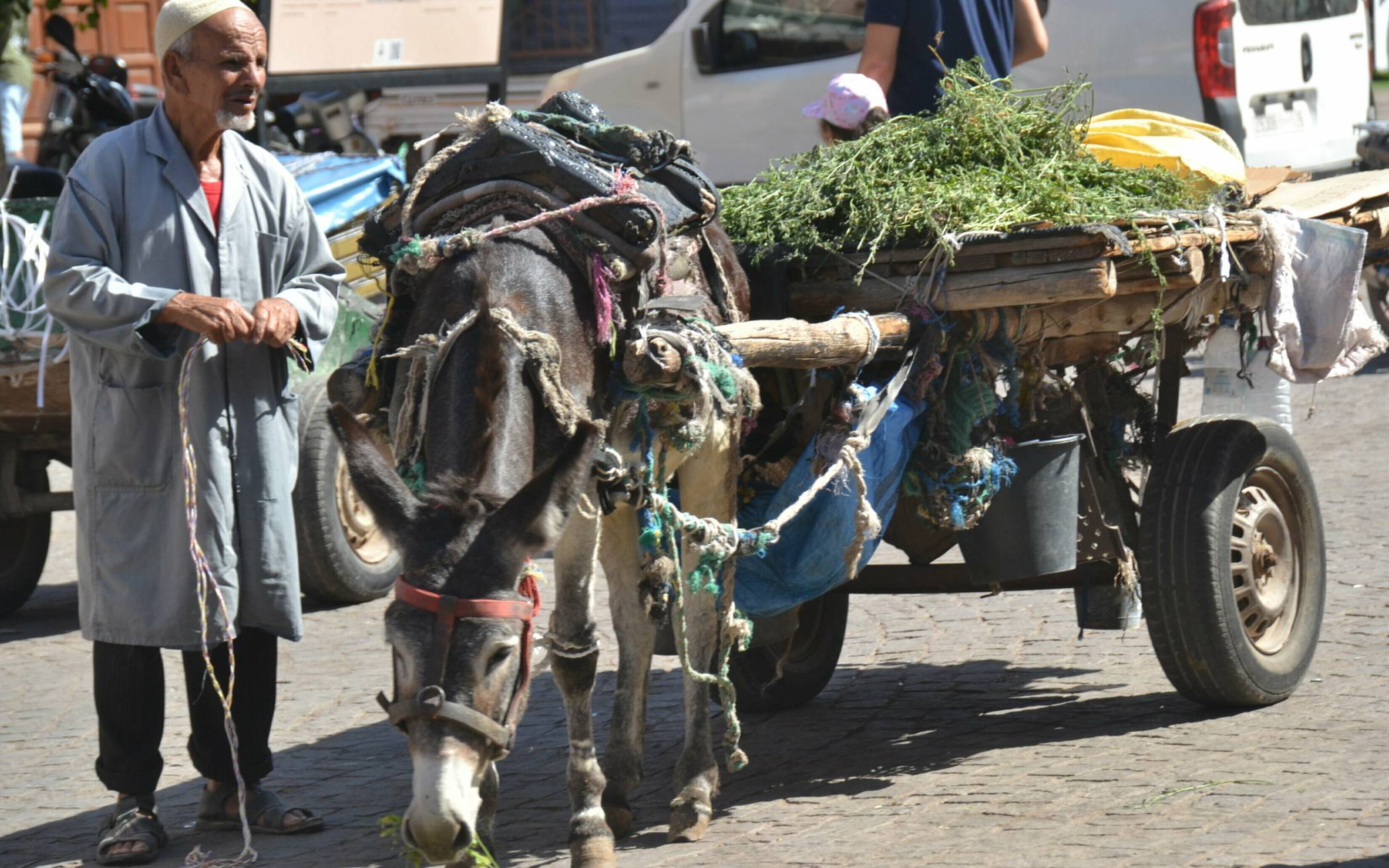  Zwei Bilder aus Marrakesch: Auch heute noch im Einsatz – der brave Esel (oben). Unten ein Schlangenbeschwörer auf dem „Platz der Geköpften“. 