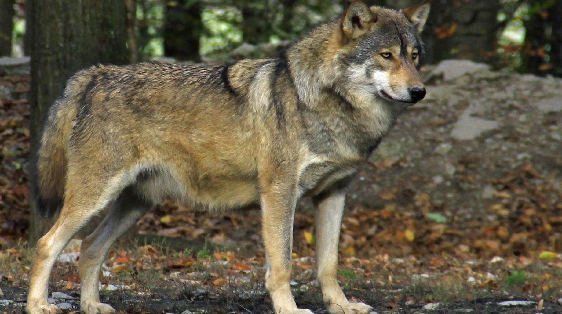 Ist im Rhein-Kreis Neuss ein Wolf