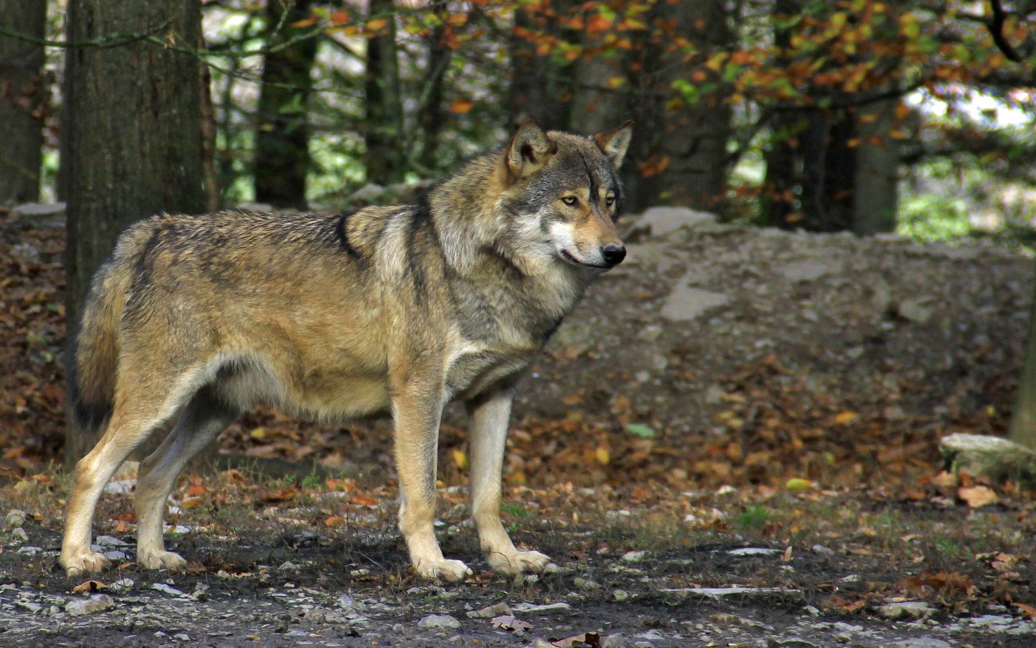 Ist im Rommerskirchen ein Wolf unterwegs?