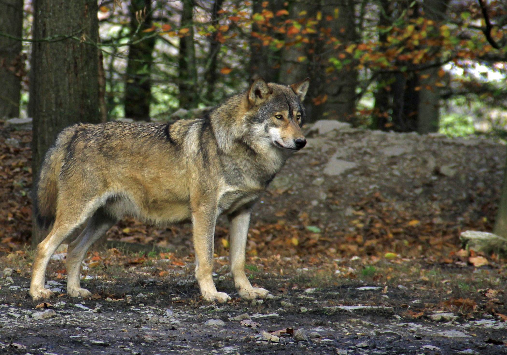 Ist im Rommerskirchen ein Wolf unterwegs? Symbolfoto: Hans Harbig / Pixabay