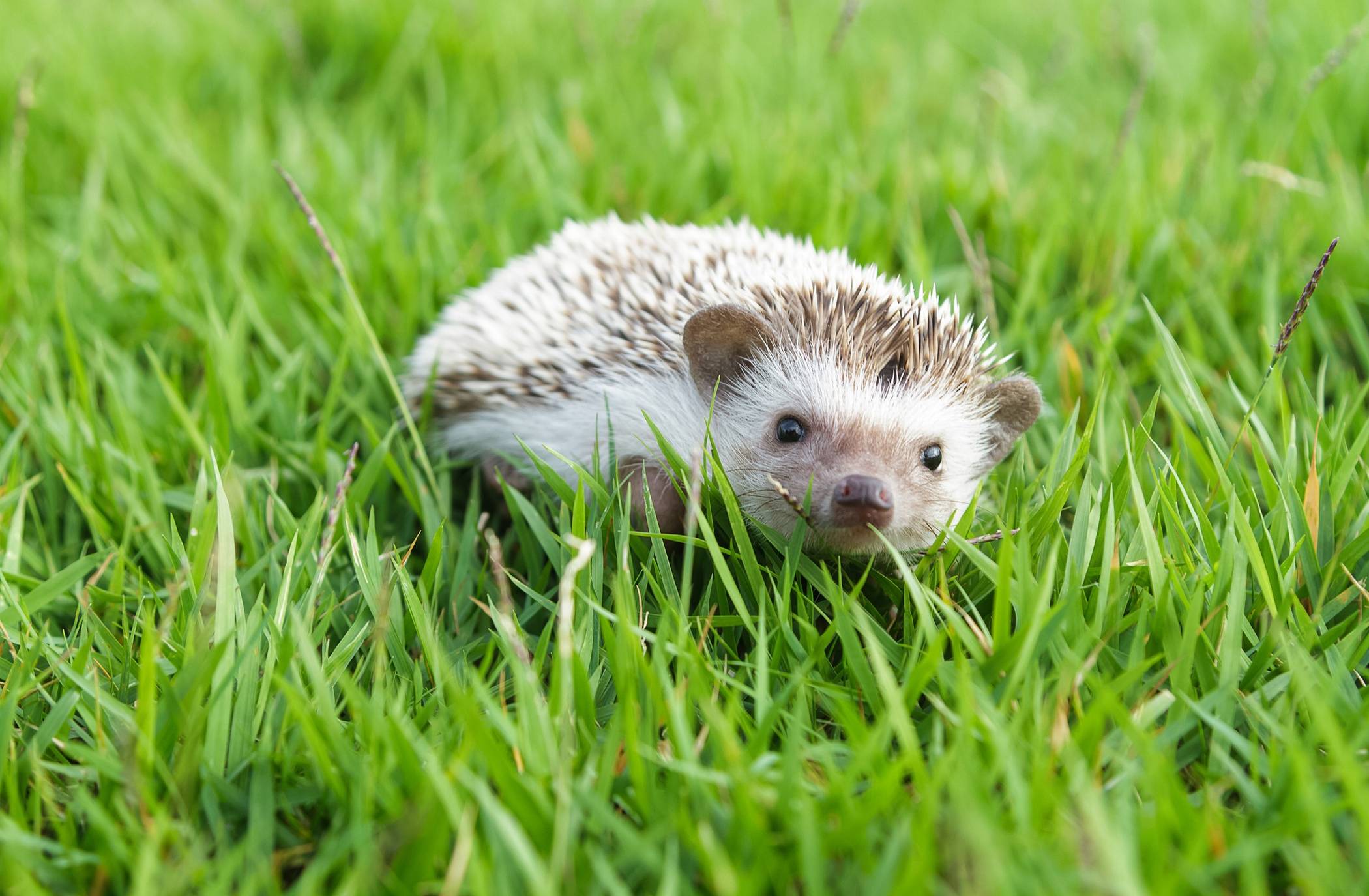 Mähroboter sollten mit Bedacht in Gang gesetzt werden. Vor allem Wildtiere wie Igel gilt es zu schützen. Darauf weisen die Umweltexperten des Rhein-Kreises hin.