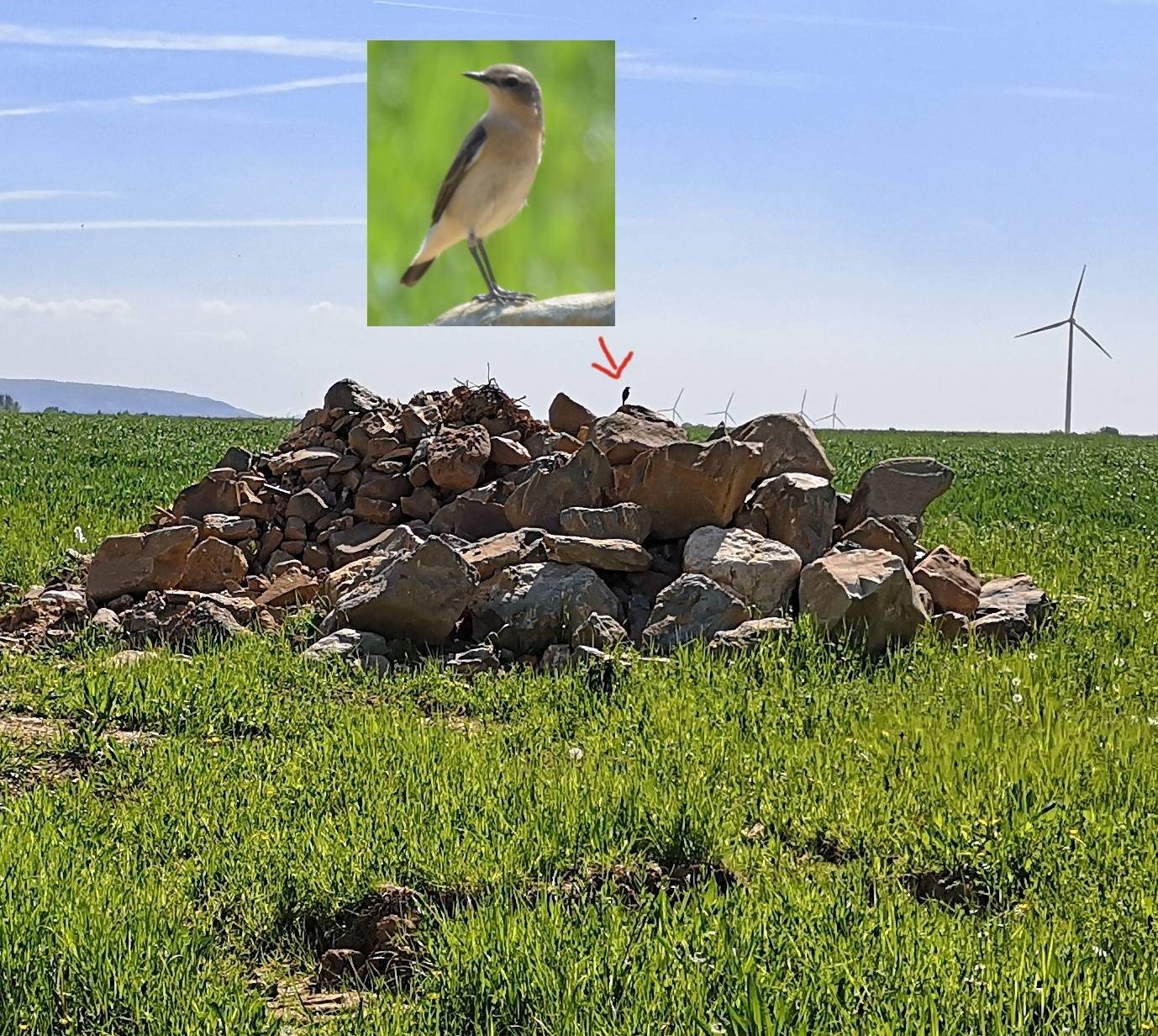 Ein Steinschmätzer-Pärchen hat den neuen Steinhaufen