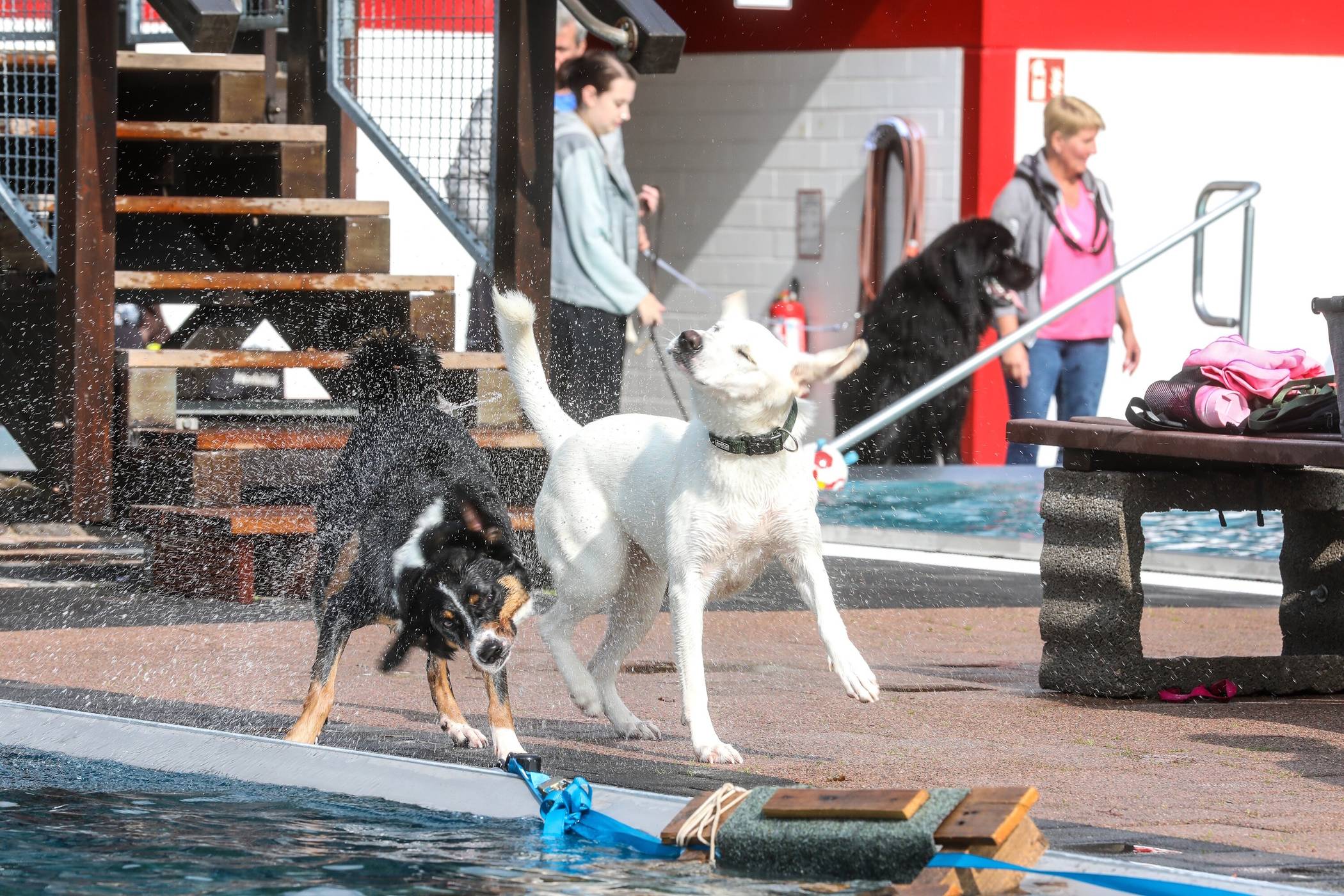  Zum Abschluss der Bedburger Freibadsaison wird bereits zum dritten Mal in Folge das beliebte Hundeschwimmen stattfinden. 