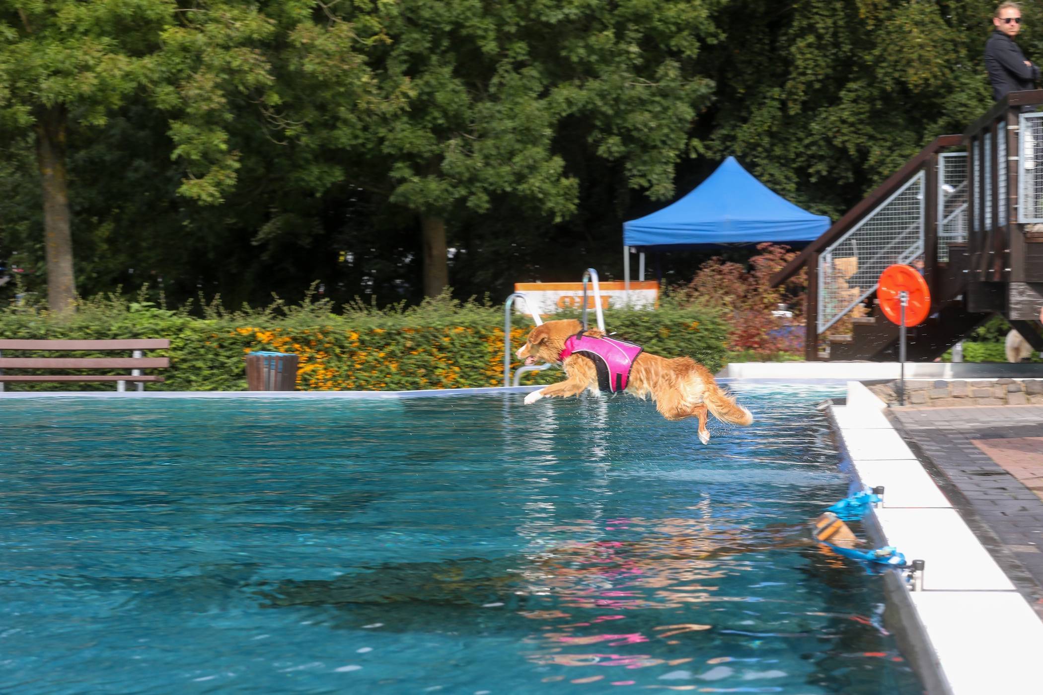  Zum Abschluss der Bedburger Freibadsaison wird bereits zum dritten Mal in Folge das beliebte Hundeschwimmen stattfinden. 