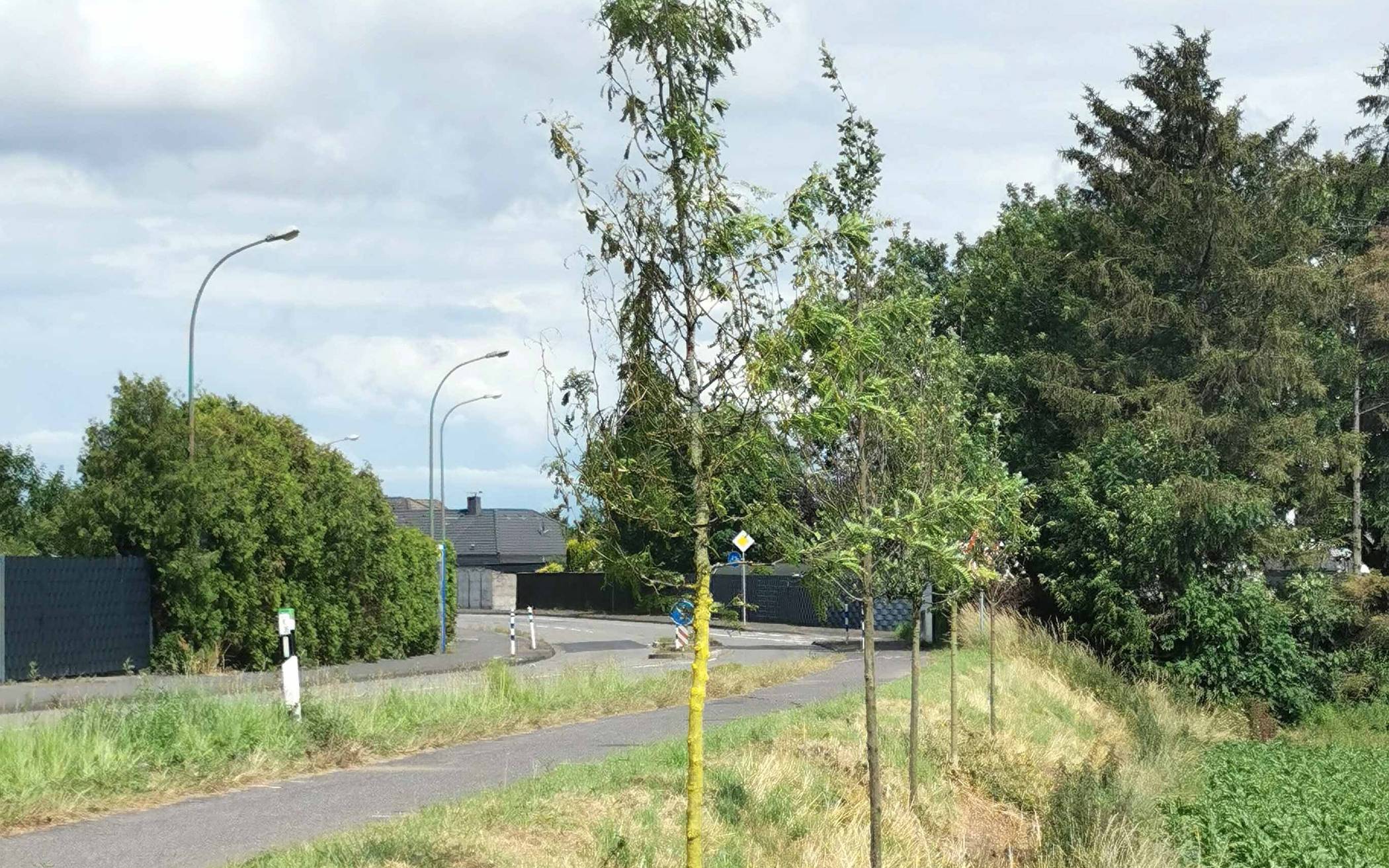 Aus geplanten 50 wurden fünf Bäume.