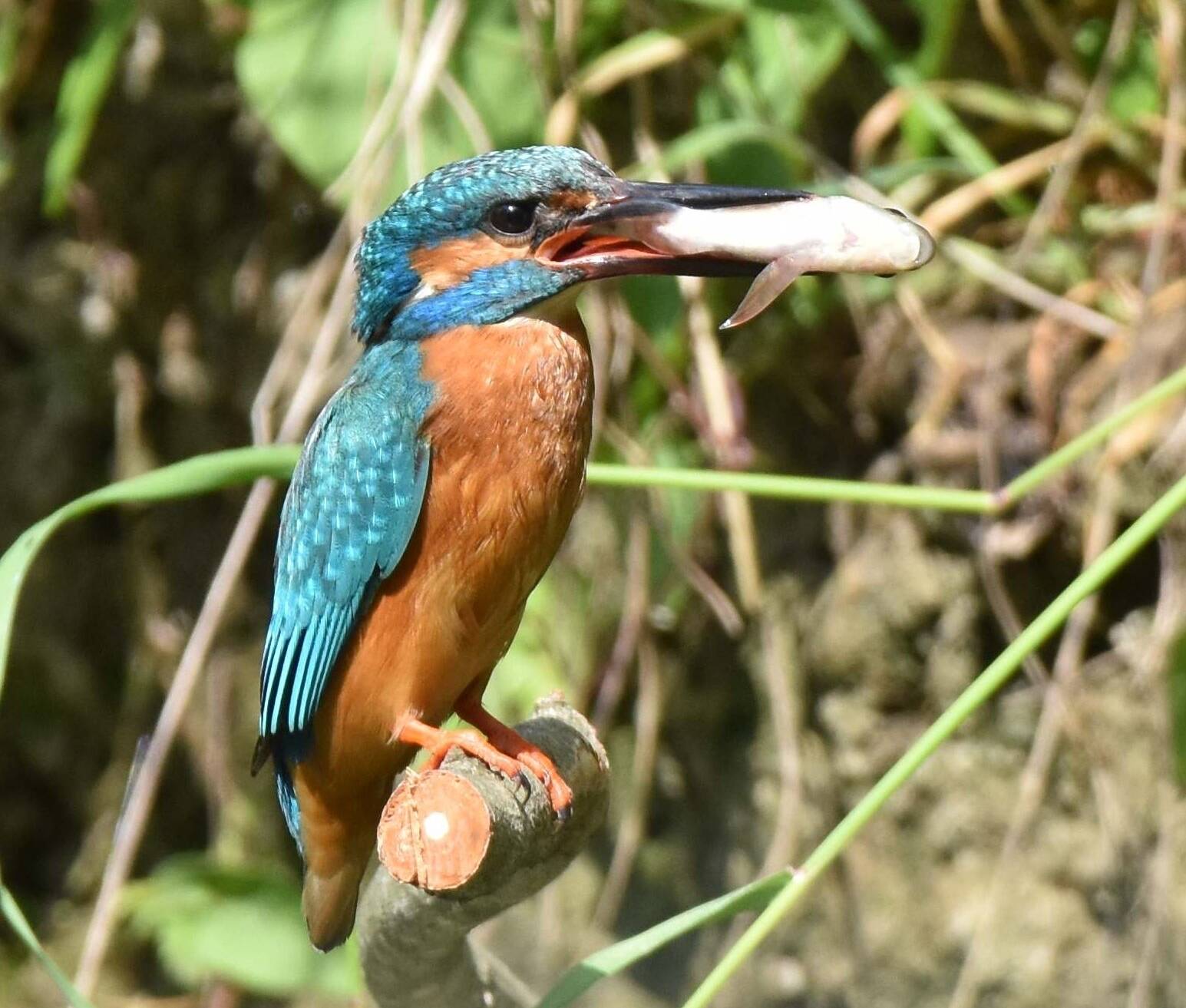 Ein bei der Jagd erfolgreicher Eisvogel.