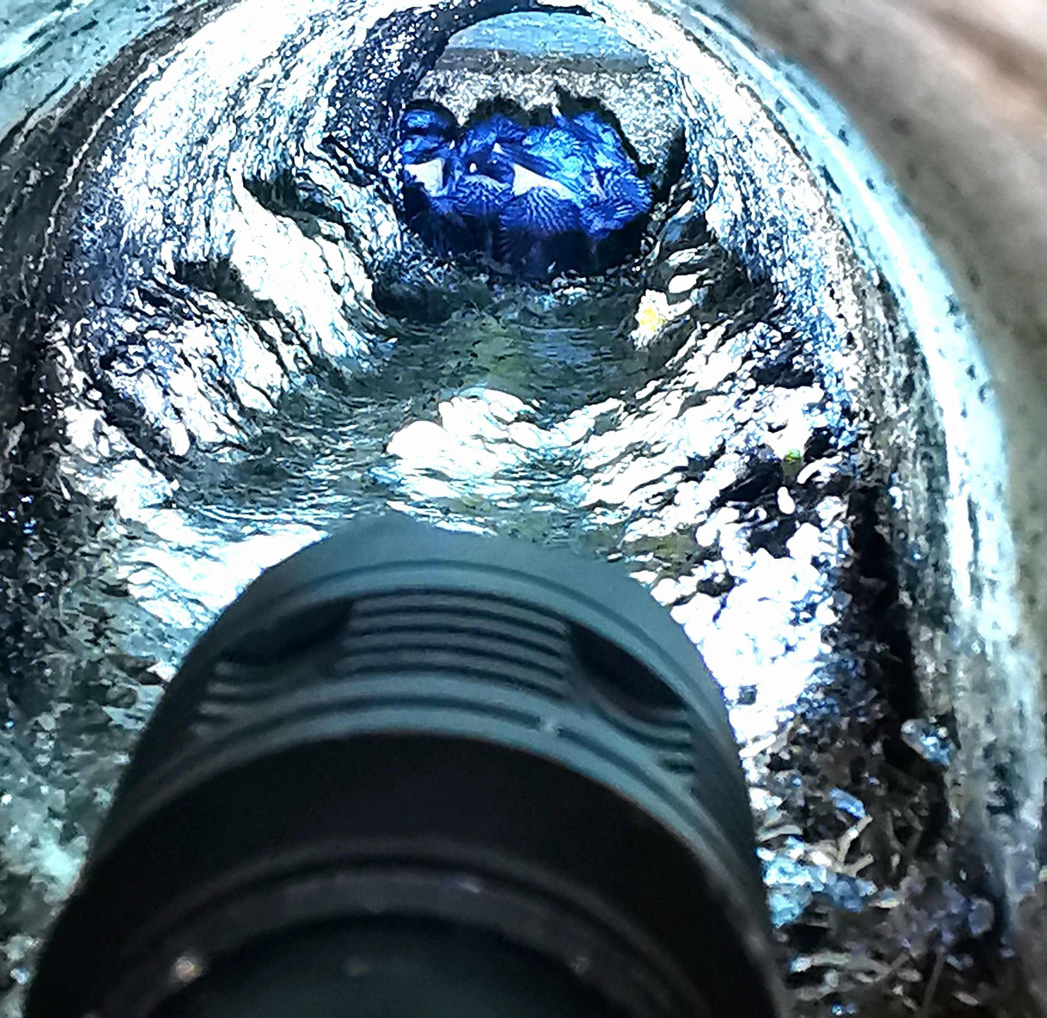 Die jungen Eisvögel ducken sich noch am Ende der Brutröhre.
